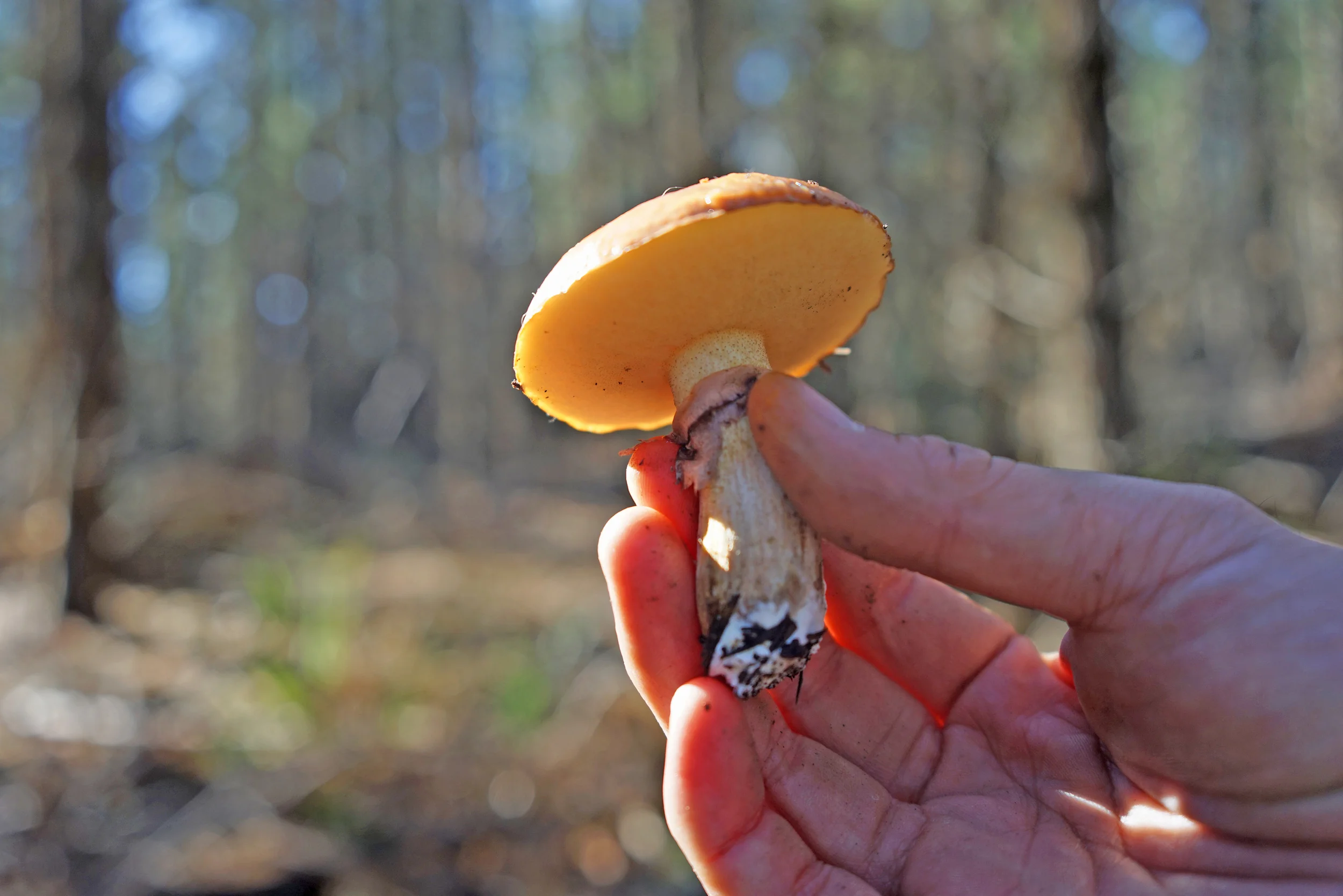 ViveCookingSchoolSamGatsbyForagingMushroomHand.jpg
