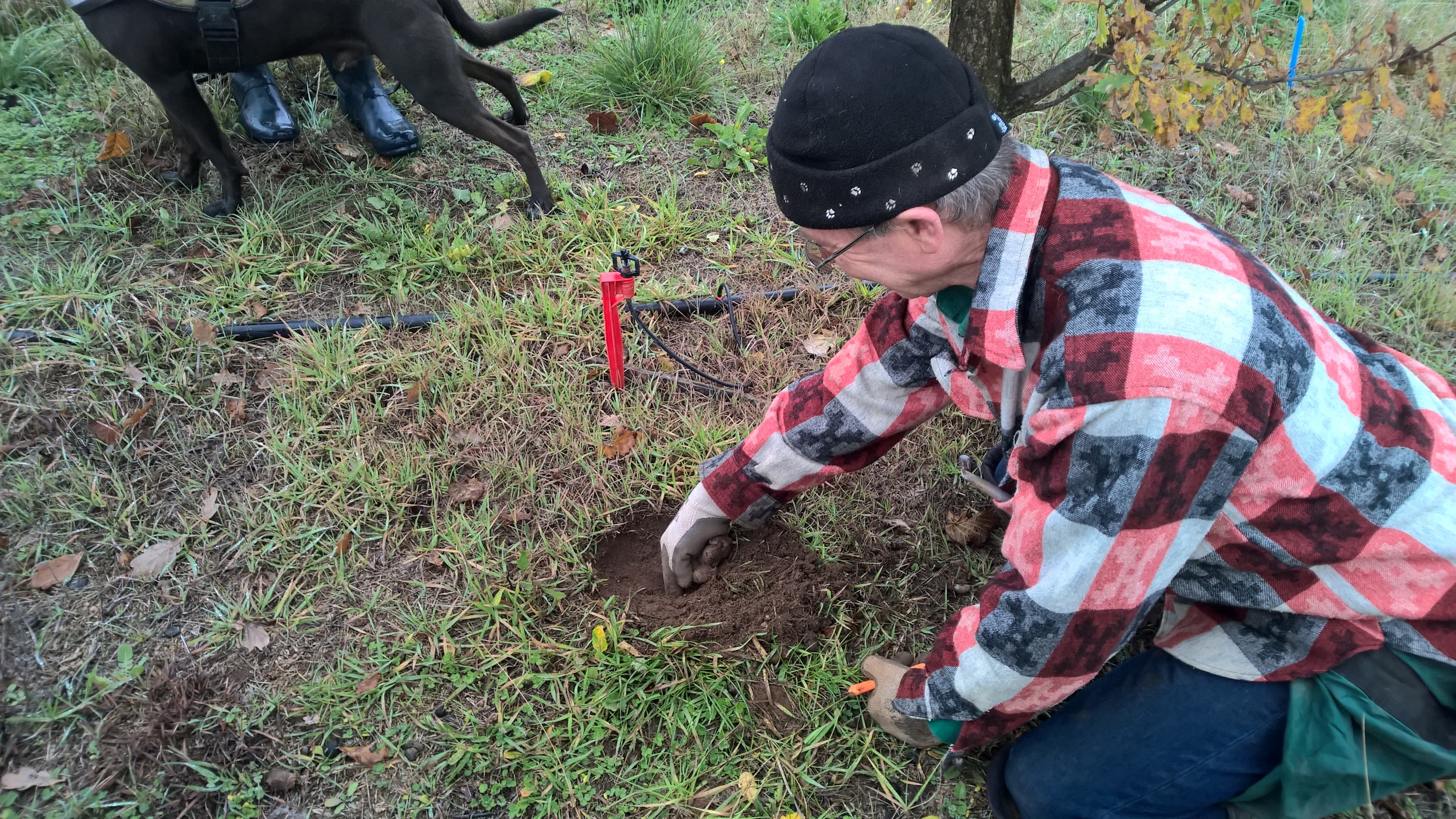 The truffle dig.