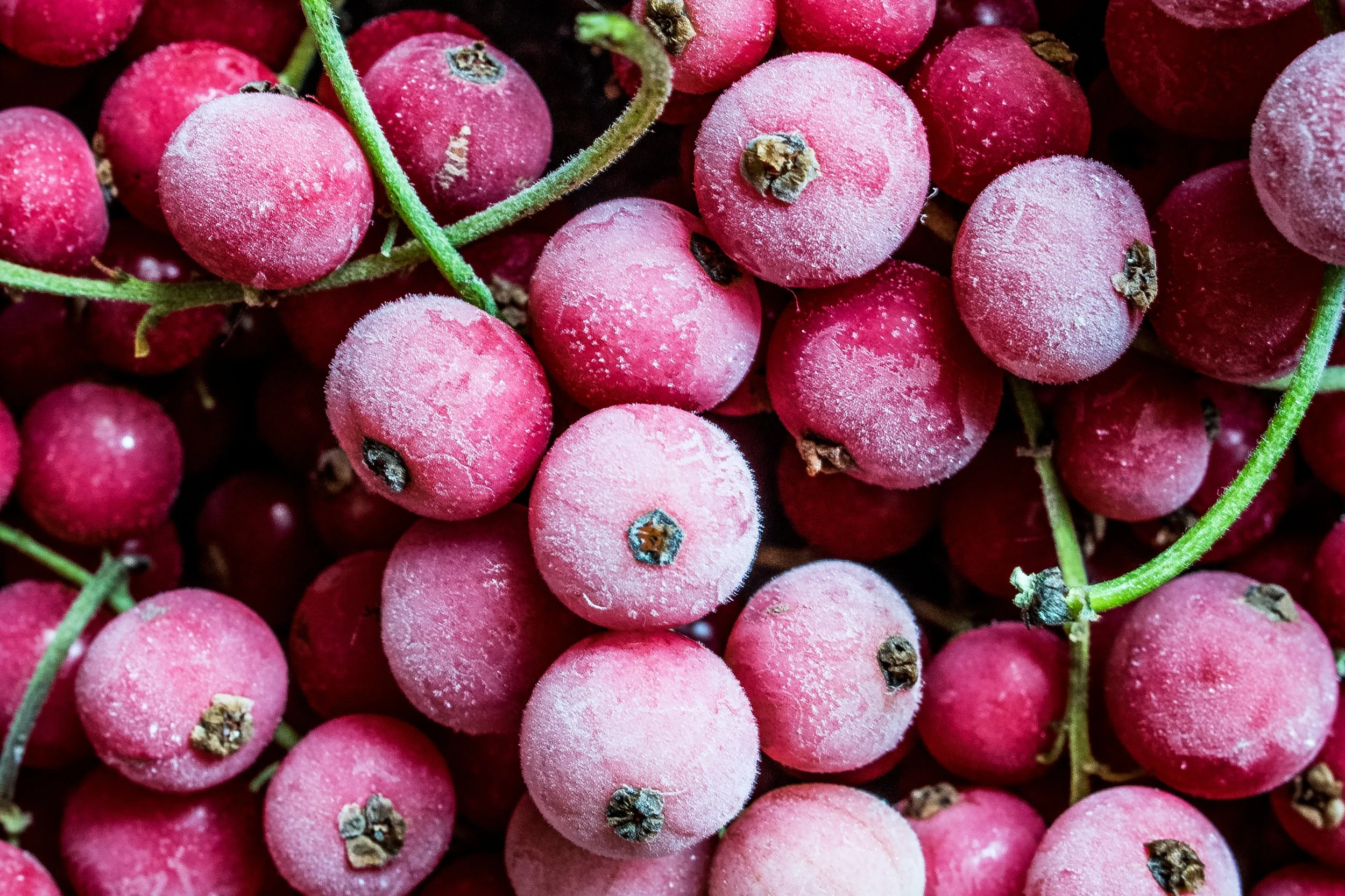 The Riberry was discovered by the Europeans in 1770 when they arrived in Australia with Captain James Cook. Botanist Joseph Banks simply recorded the Riberry as ‘a small red fruit’.