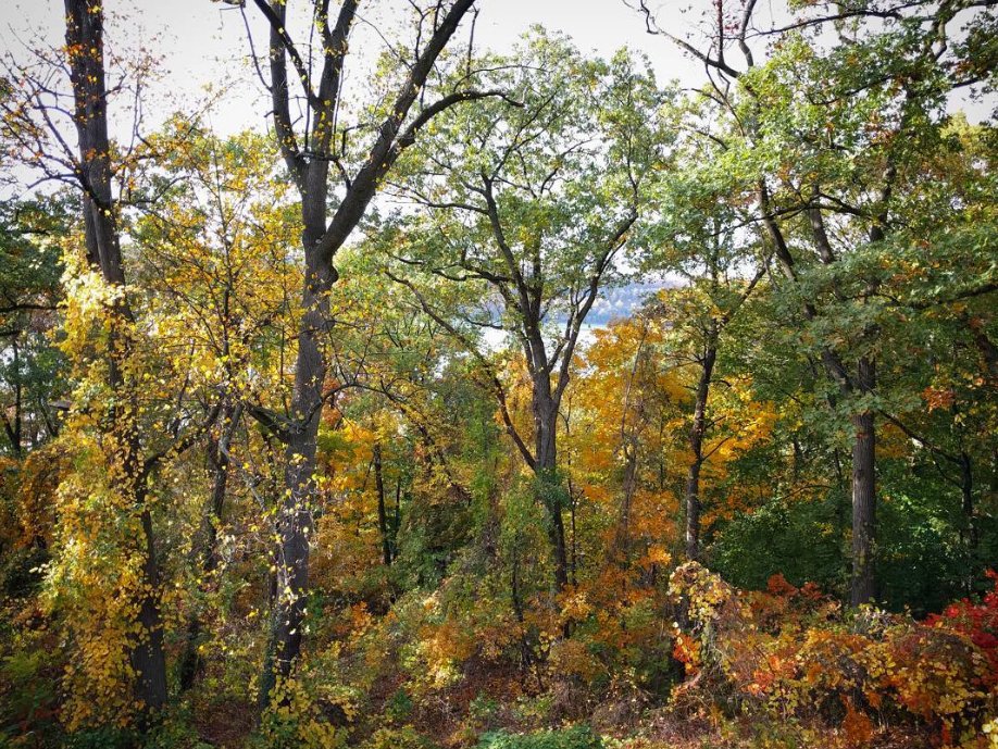 autumnal2 copy.jpg