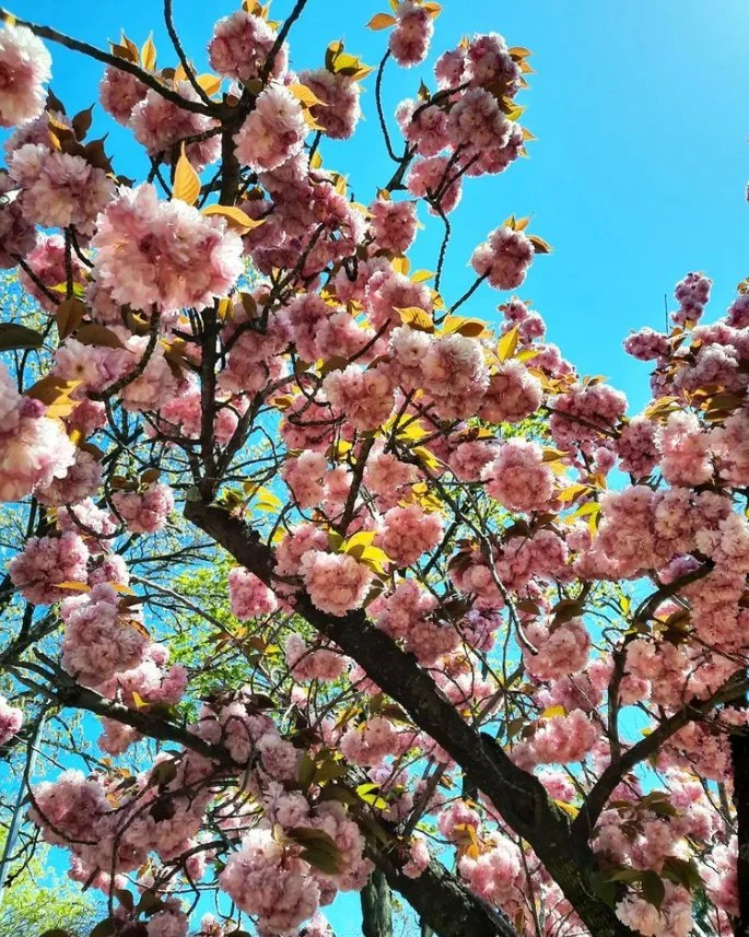 cherry_blossom copy.jpg