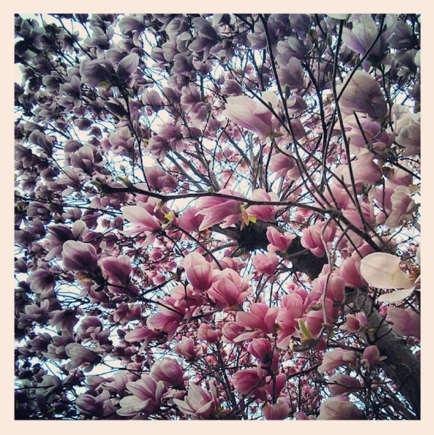 magnolia copy.jpg