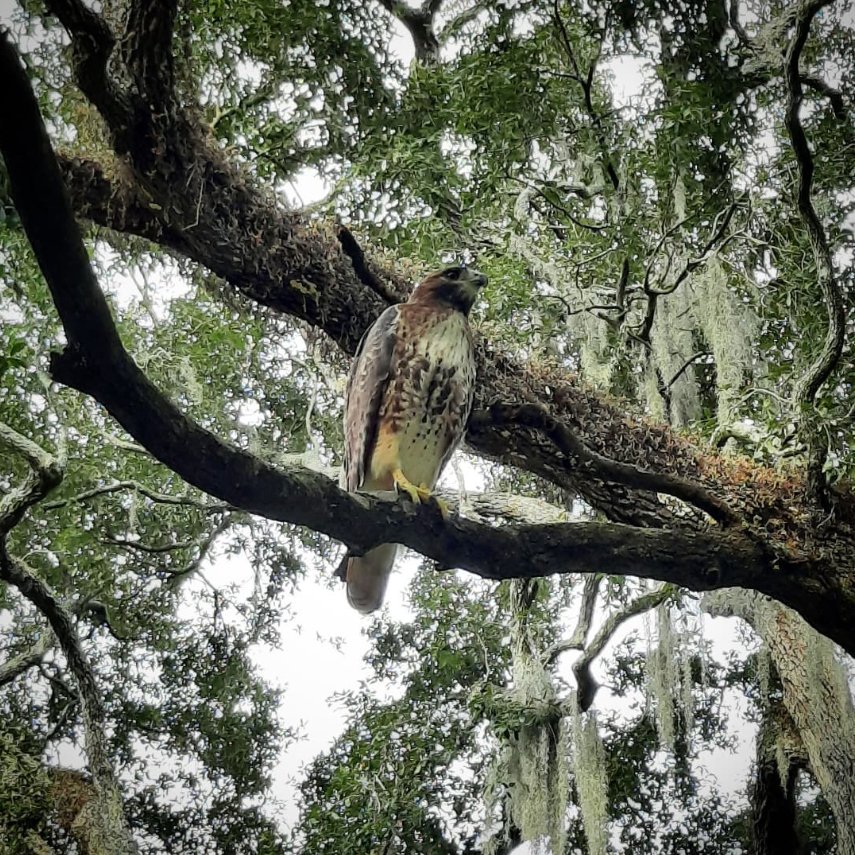 red_tailed_hawk copy.jpg