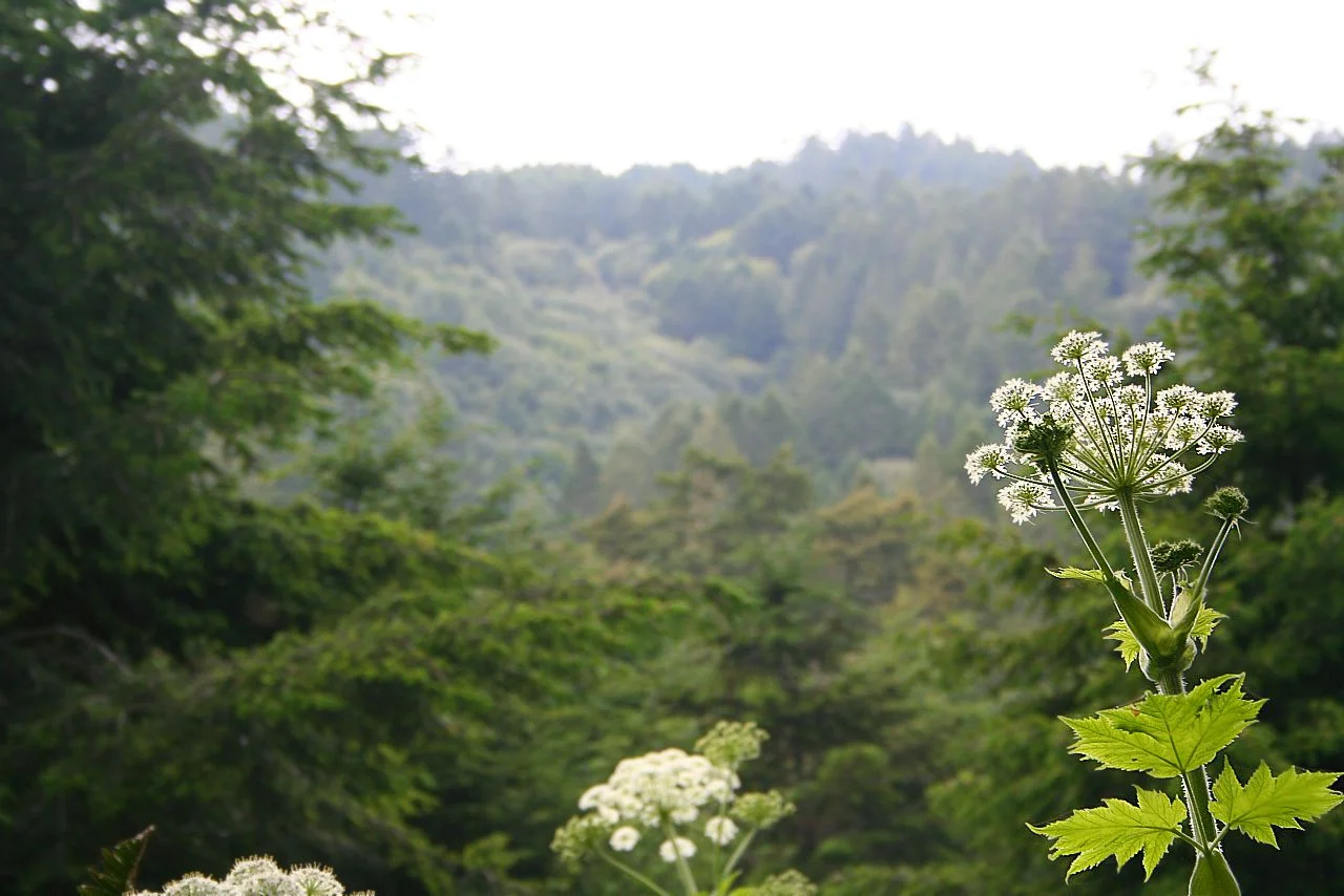 The Very Green Point Reyes National Seashore, Glen Camp