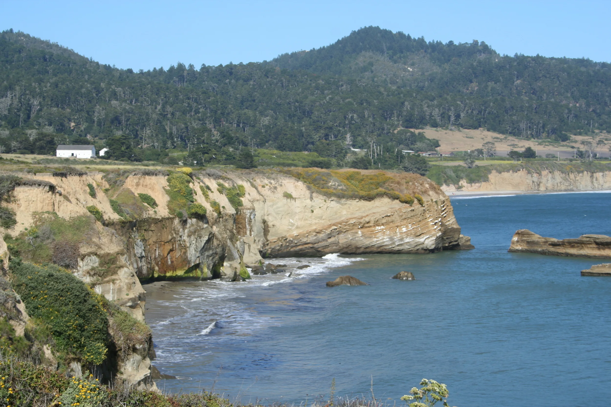 The Excellent Año Nuevo State Park