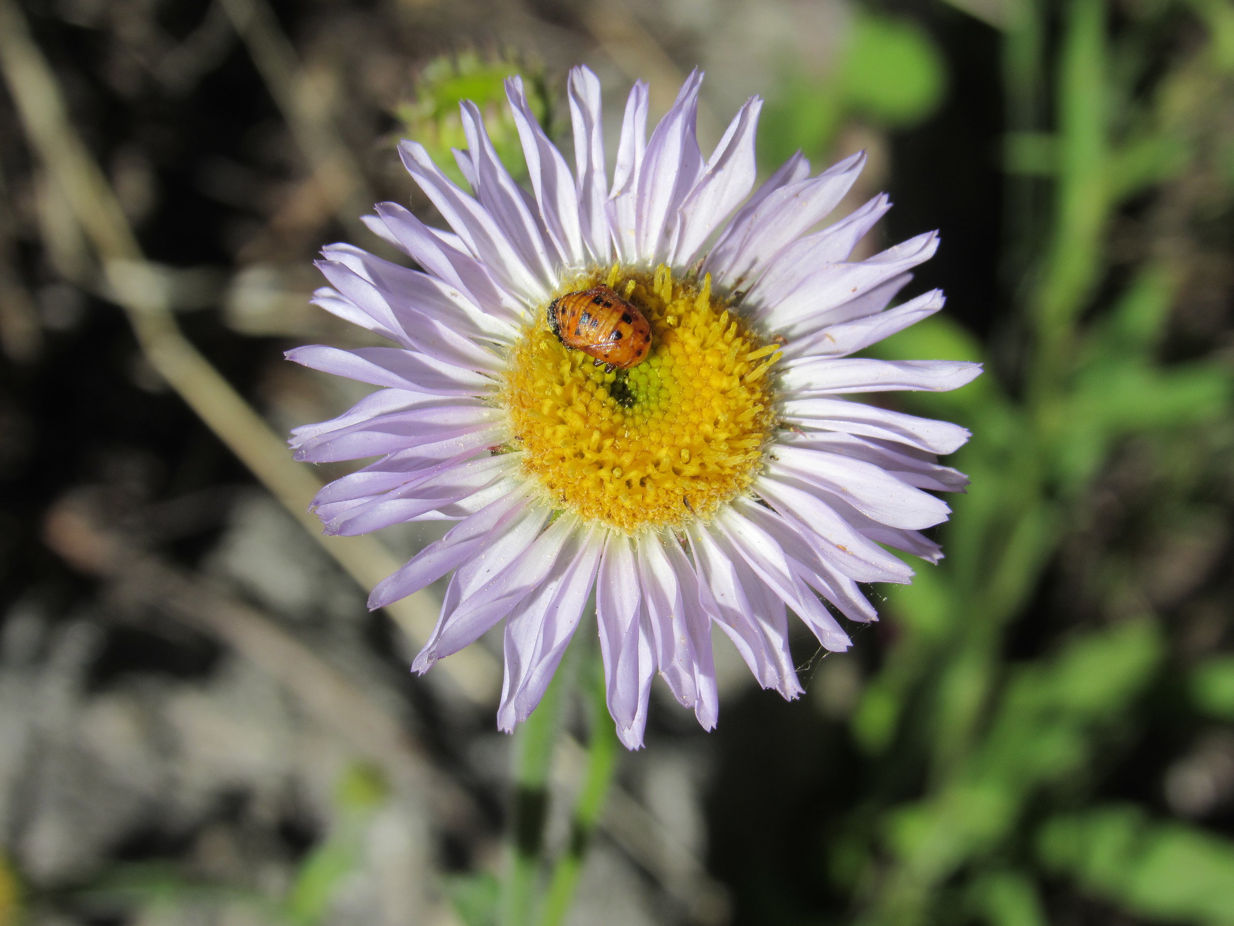 Wildflowers and Ladybugs