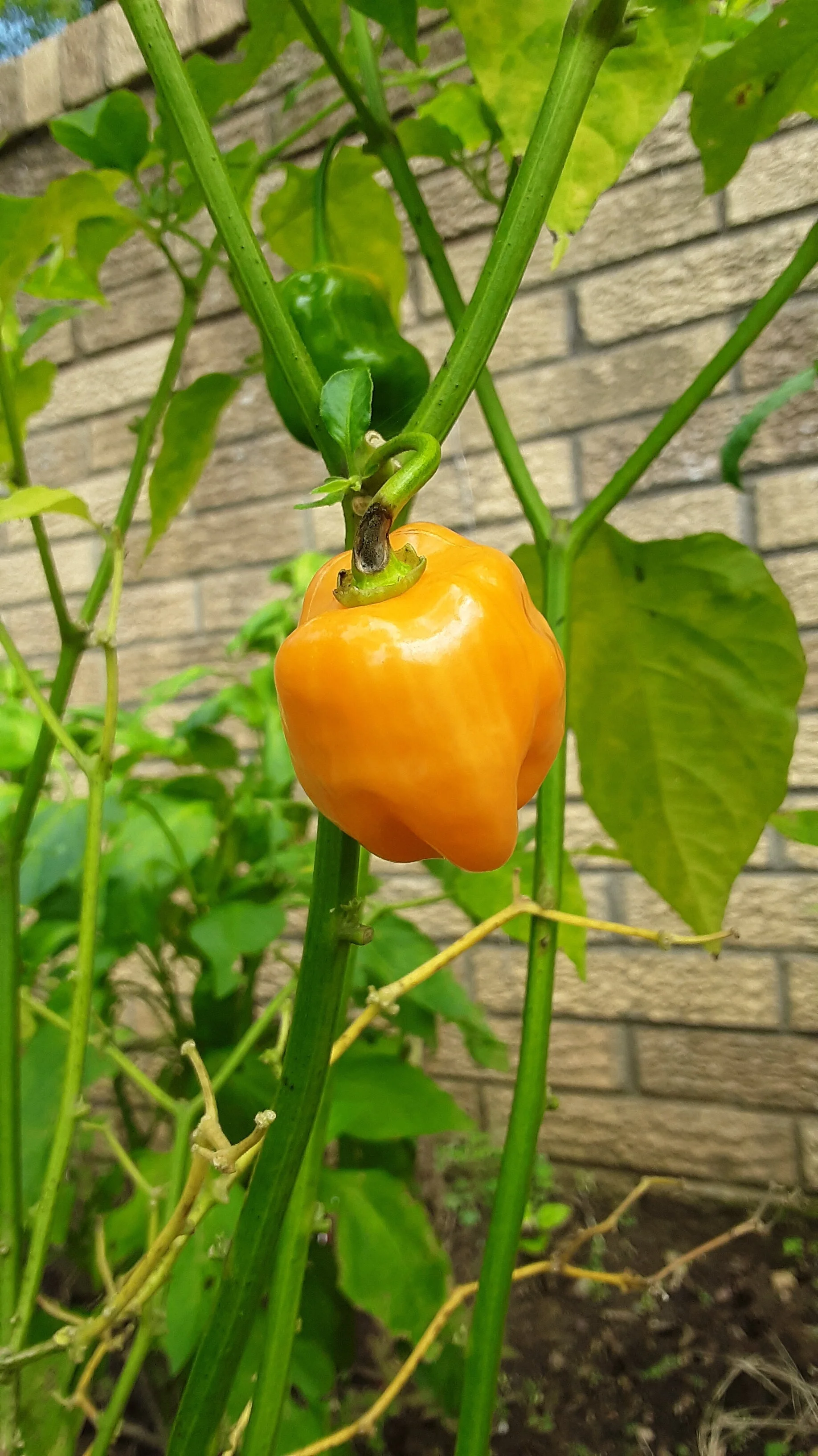 Pepper.jpg