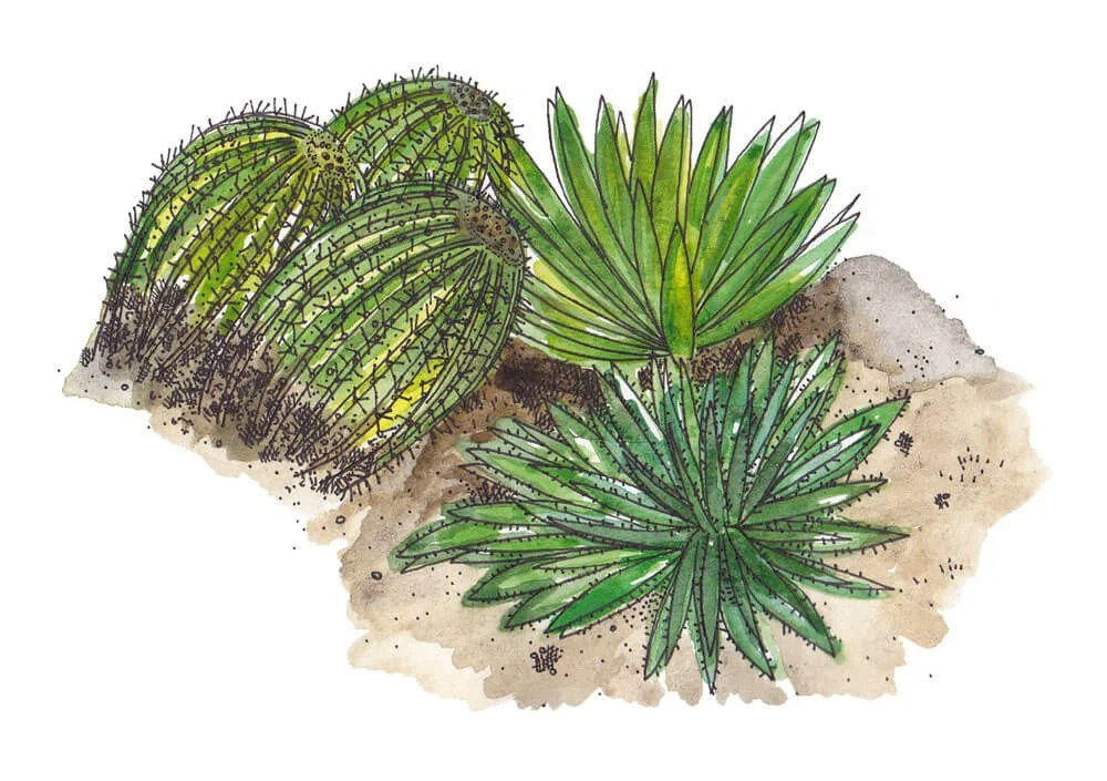 Illustration cactus group_low res 72_Caroline Angiulo_elevee.jpg