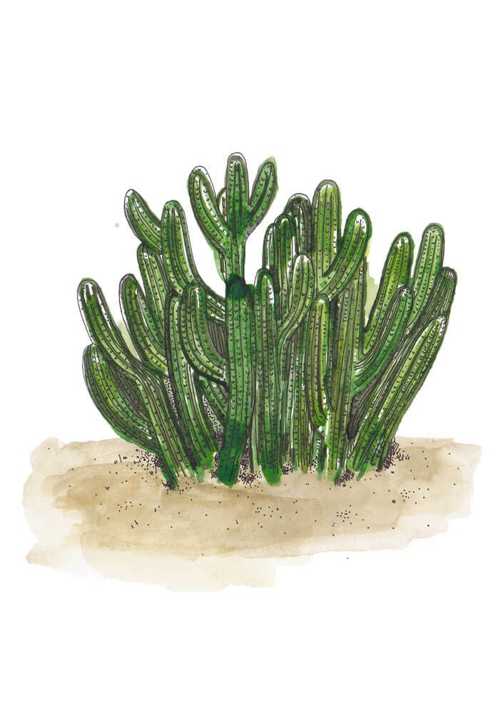 Illustration cactus_low res 72_Caroline Angiulo_elevee.jpg
