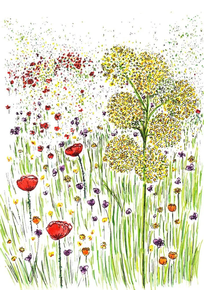 Illustration sicily wildflowers poppies_Caroline Angiulo_low res elevee.jpg