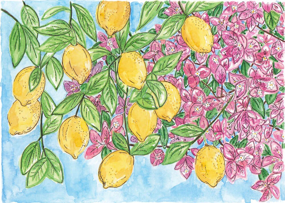 illustration sicily lemon tree bougainvillea_Caroline Angiulo_low res elevee.jpg
