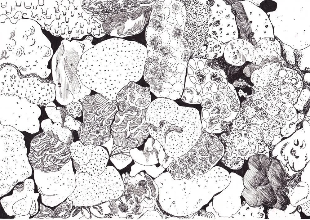 Seaside pebbles rocks illustration_Caroline Angiulo_lowres elevee.jpg