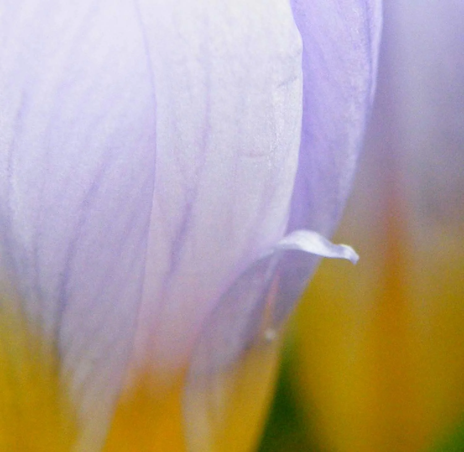 Botanical Miniatures_Floral detail 4_Caroline Angiulo.jpg