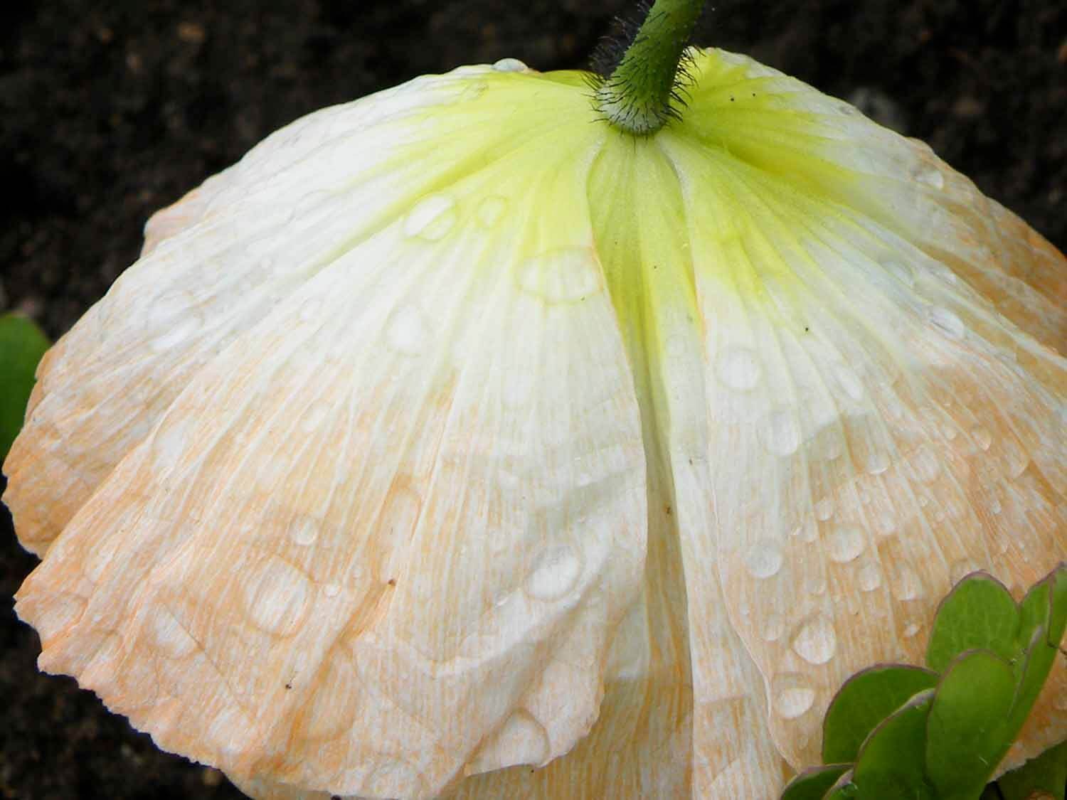 Botanical Miniatures_Floral detail 3_Caroline Angiulo.jpg