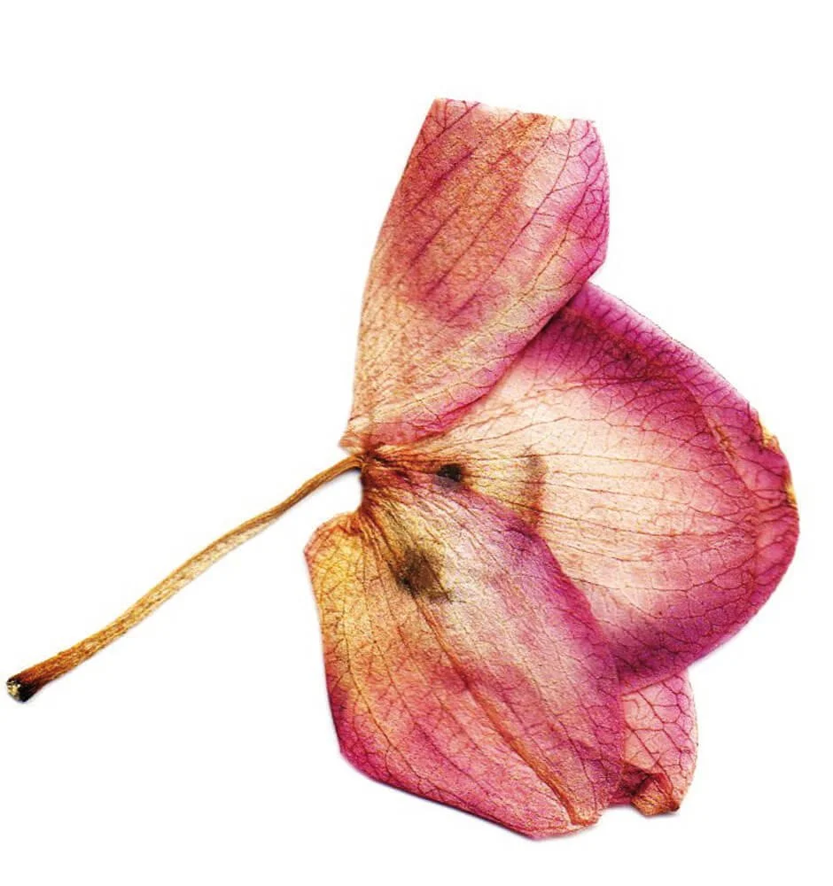 Botanical Miniature_real flower 2.2_Caroline Angiulo_.jpg