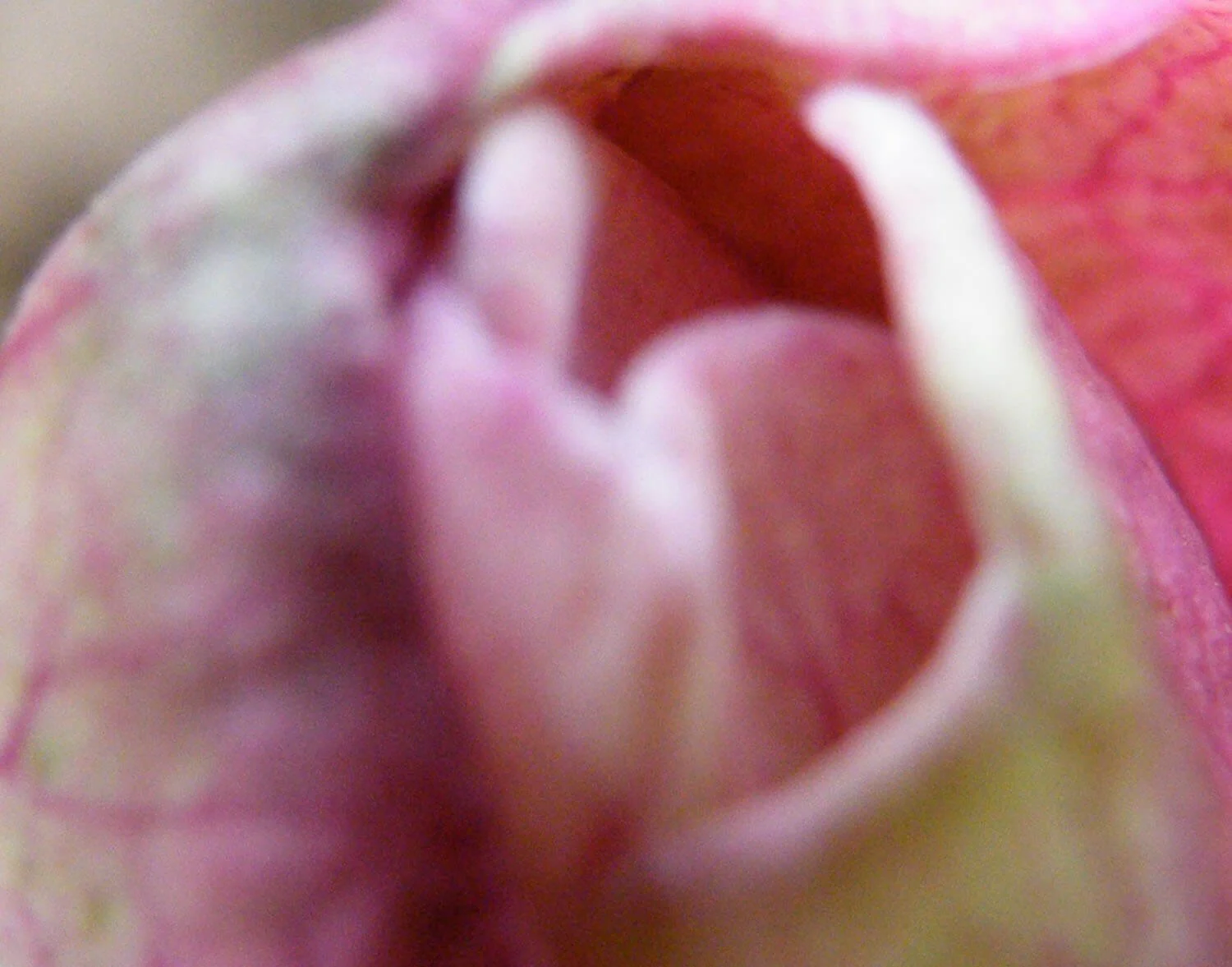 Botanical Miniatures_Floral detail 1_Caroline Angiulo_new.jpg