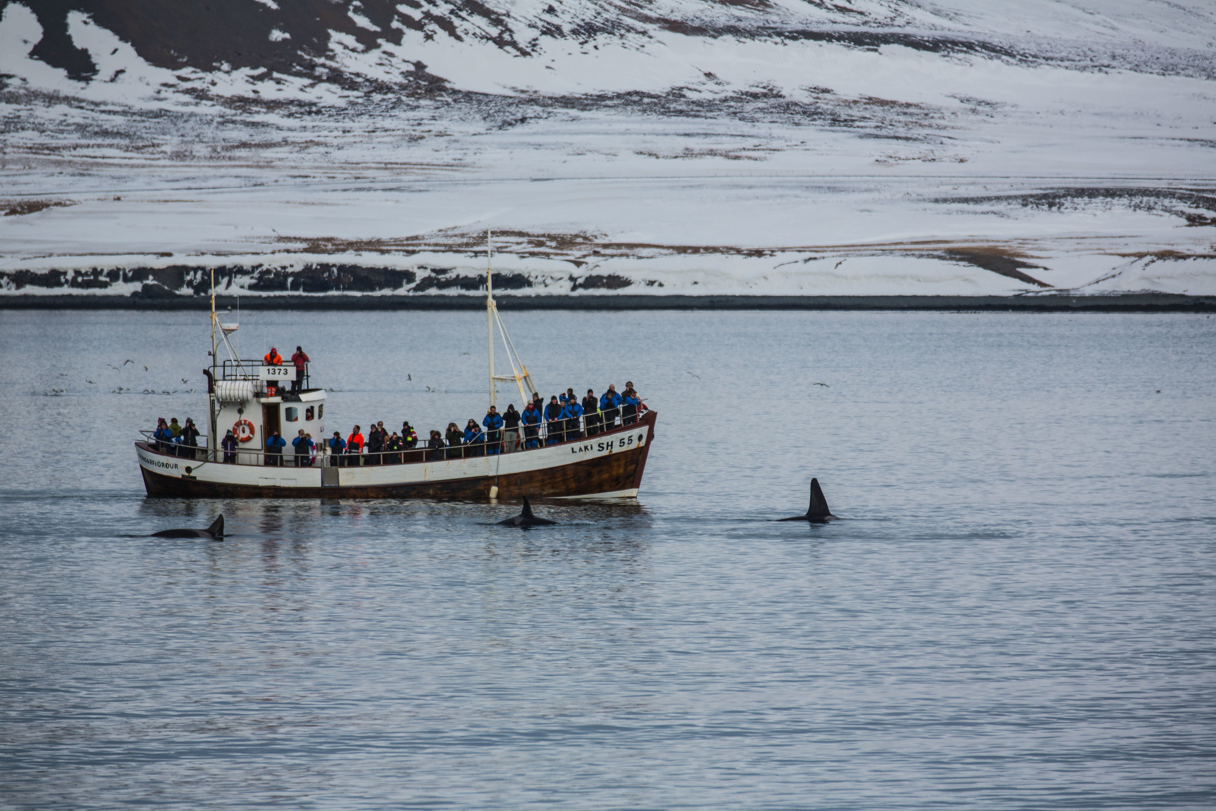 Whale watching in Grundarfjörður