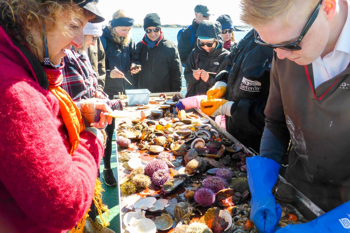 Explore Breidafjordur Bay