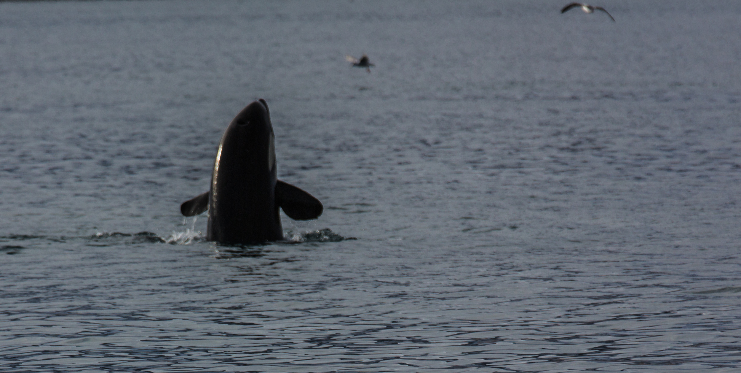 Whalewatching