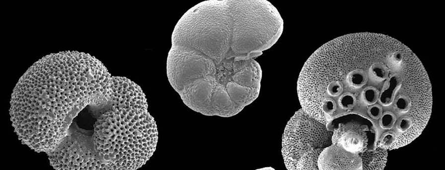Some eocene foraminifera from Tanzania