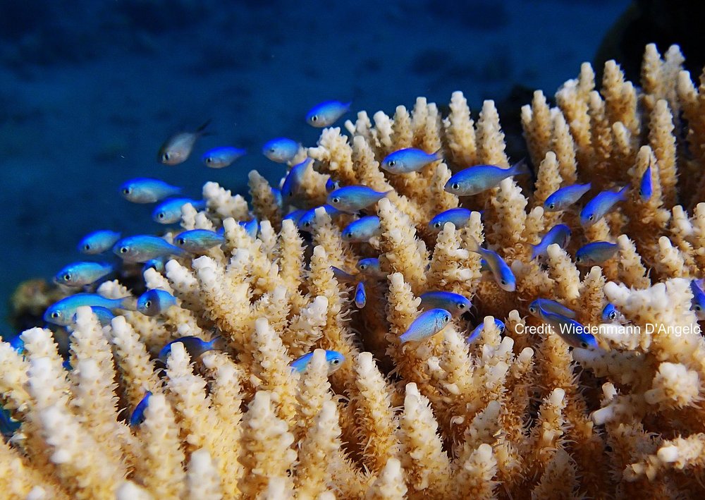 1 Reef are nurseries for many of the ocean's fish (Credit Wiedenmann D'Angelo) mod.jpg