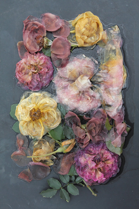 Mary Kocol, Rose Plate Variety. Image Courtesy of  Gallery Naga