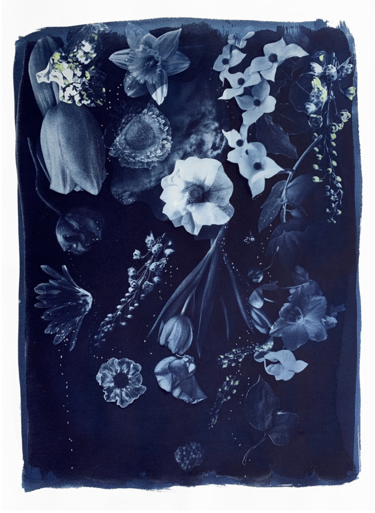 Susan Murie, Downrush. Cyanotype on paper with colored pencil. 30 x 22 in.