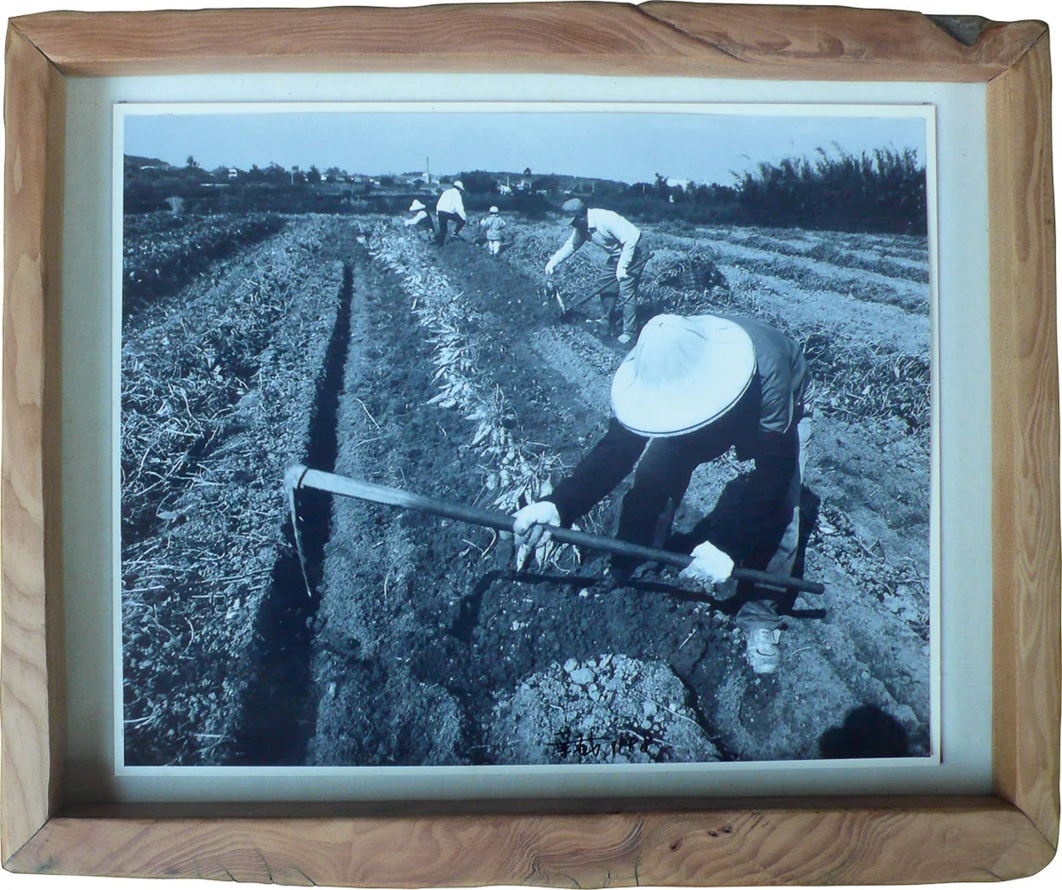 葉裁 × 饒愛琴／田園番薯大豐收