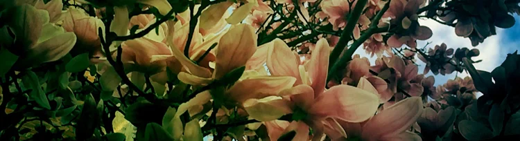 Header Magnolias.jpg