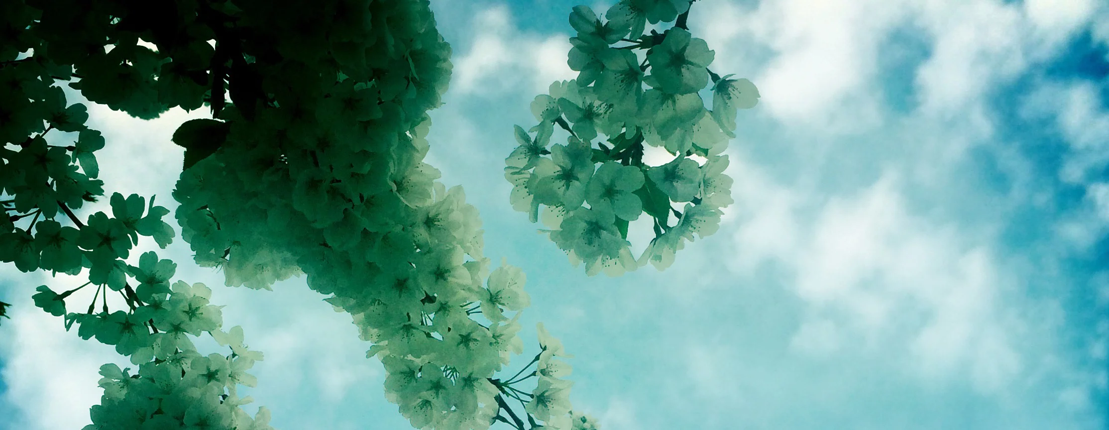 Music Banner.jpg