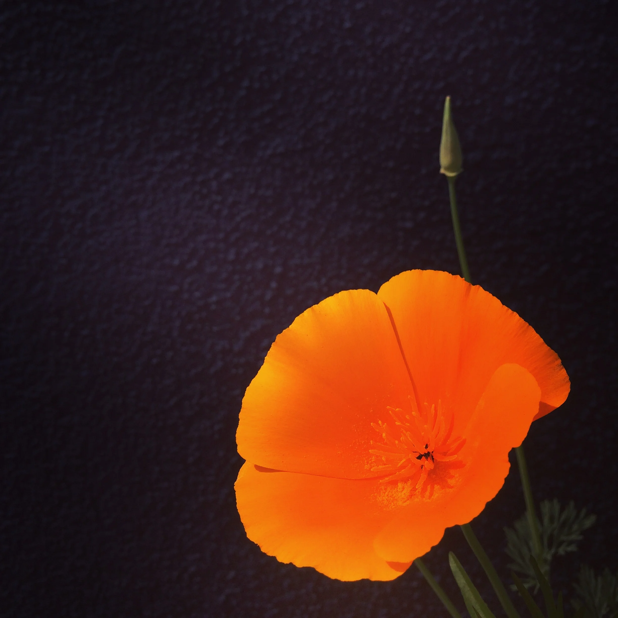 California Poppy.jpg