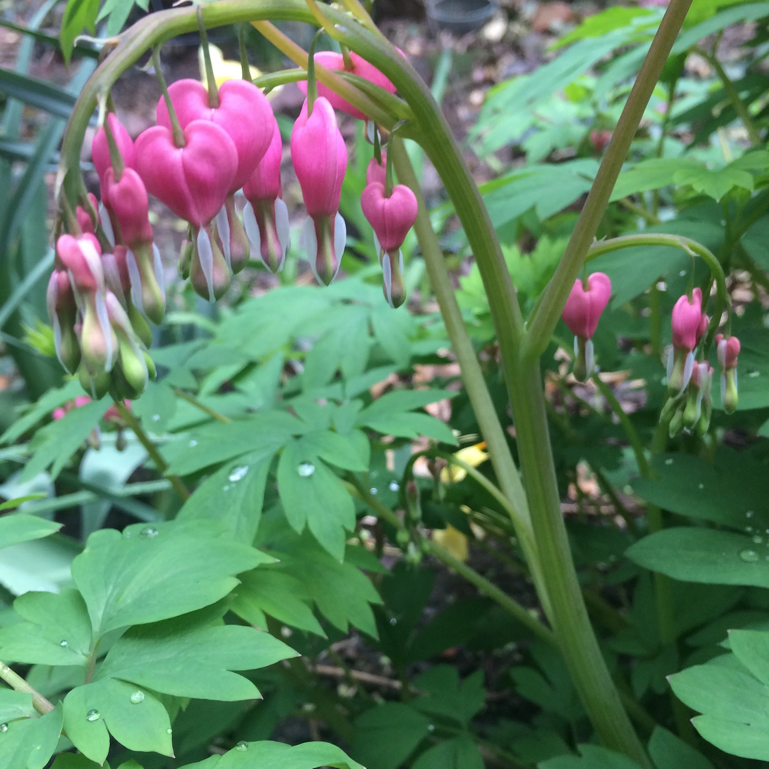 Bleeding Hearts.jpg