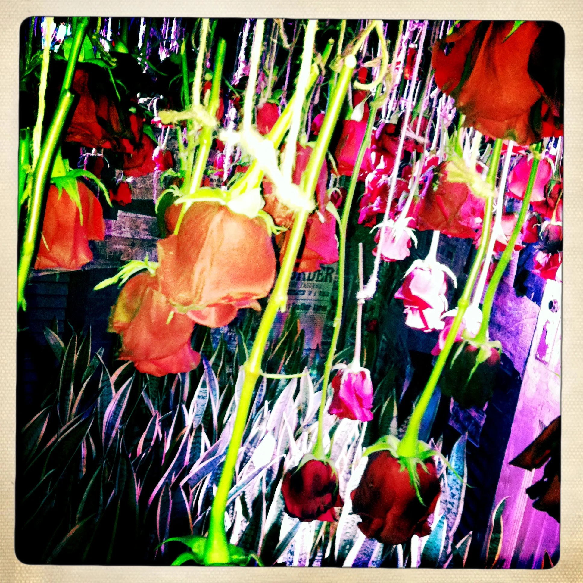 Sweetbriar Rose: Love & Death