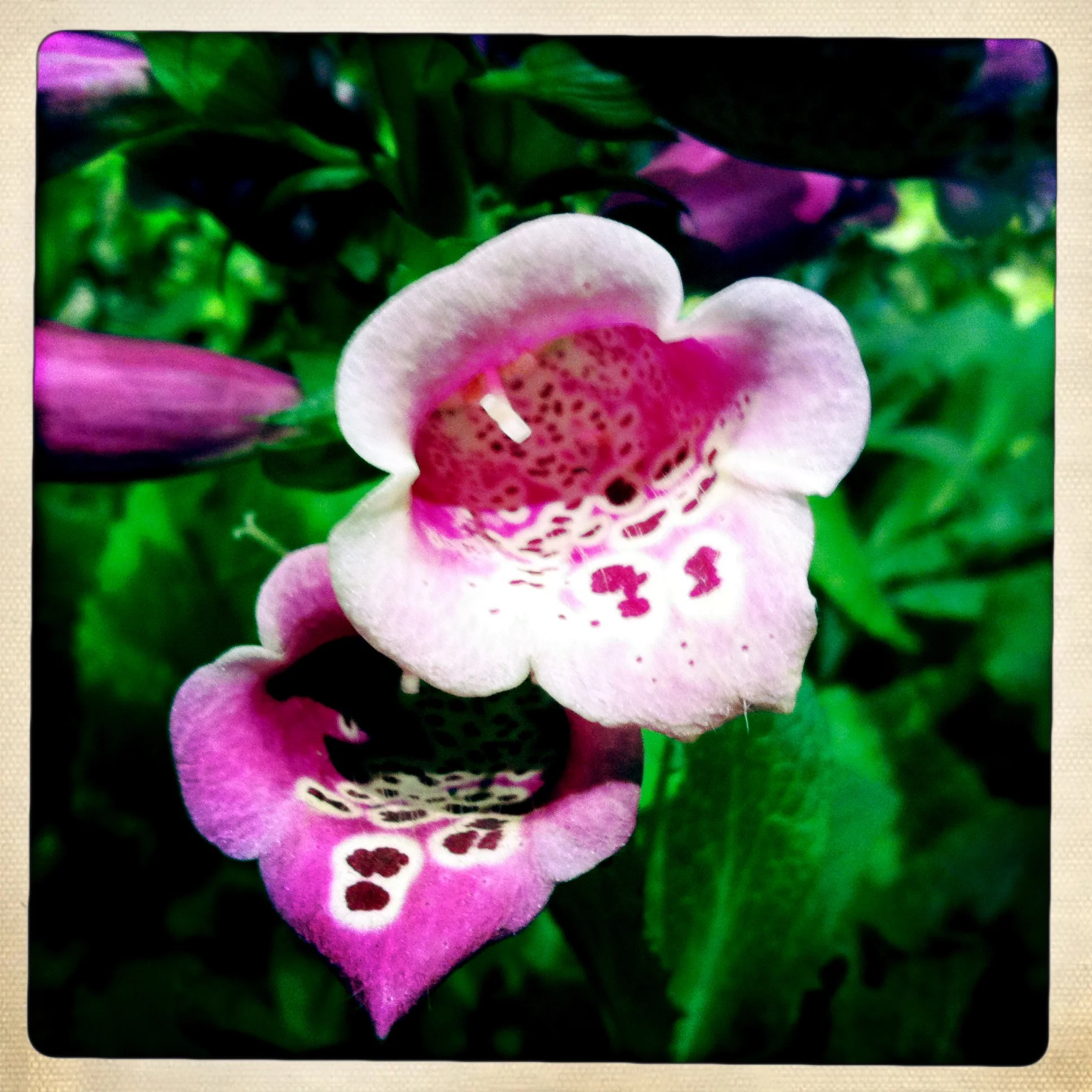 Sweetbriar Rose: Media Food Bank Fundraiser