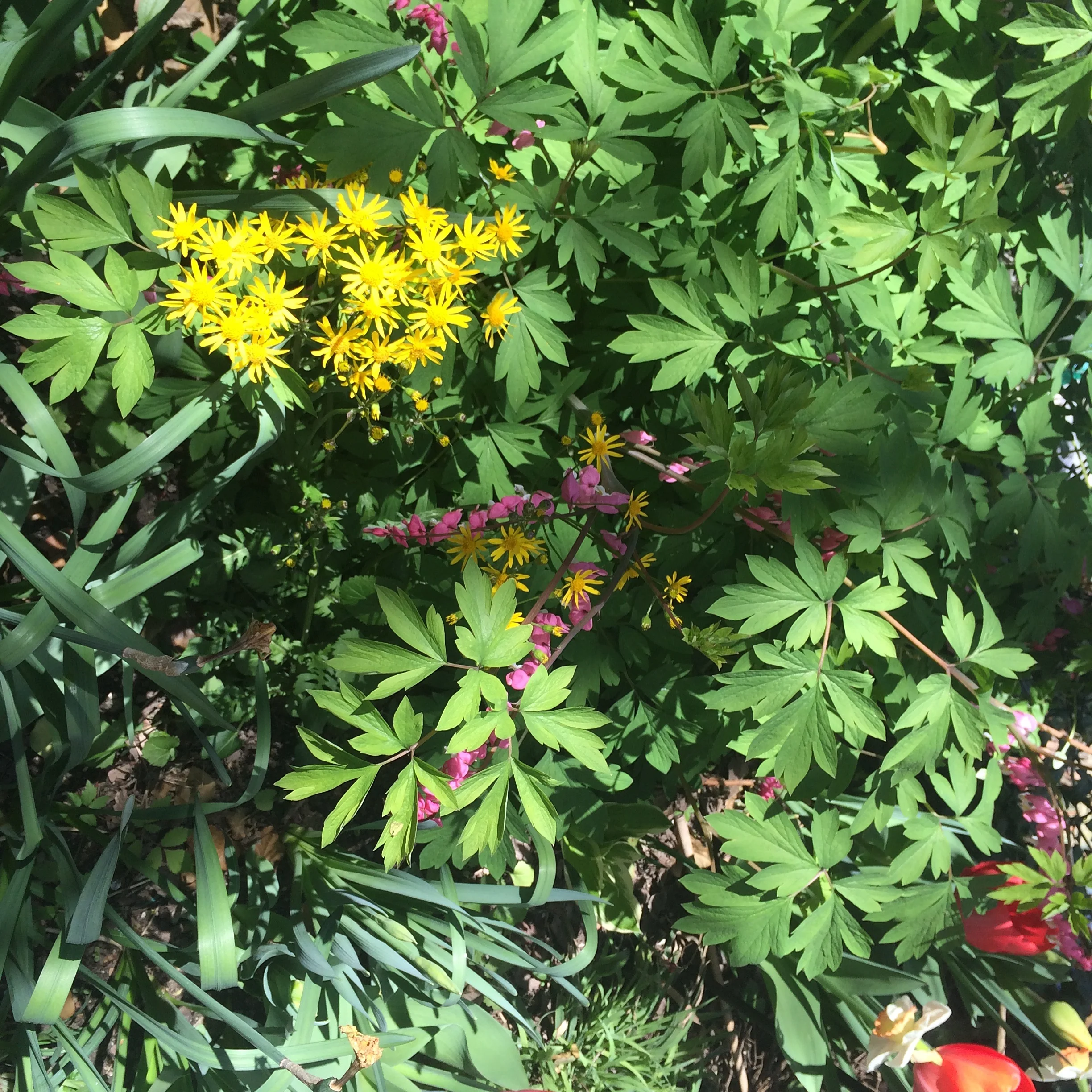 Sweetbriar Rose: Witchy Women Unite - Spring Equinox Show