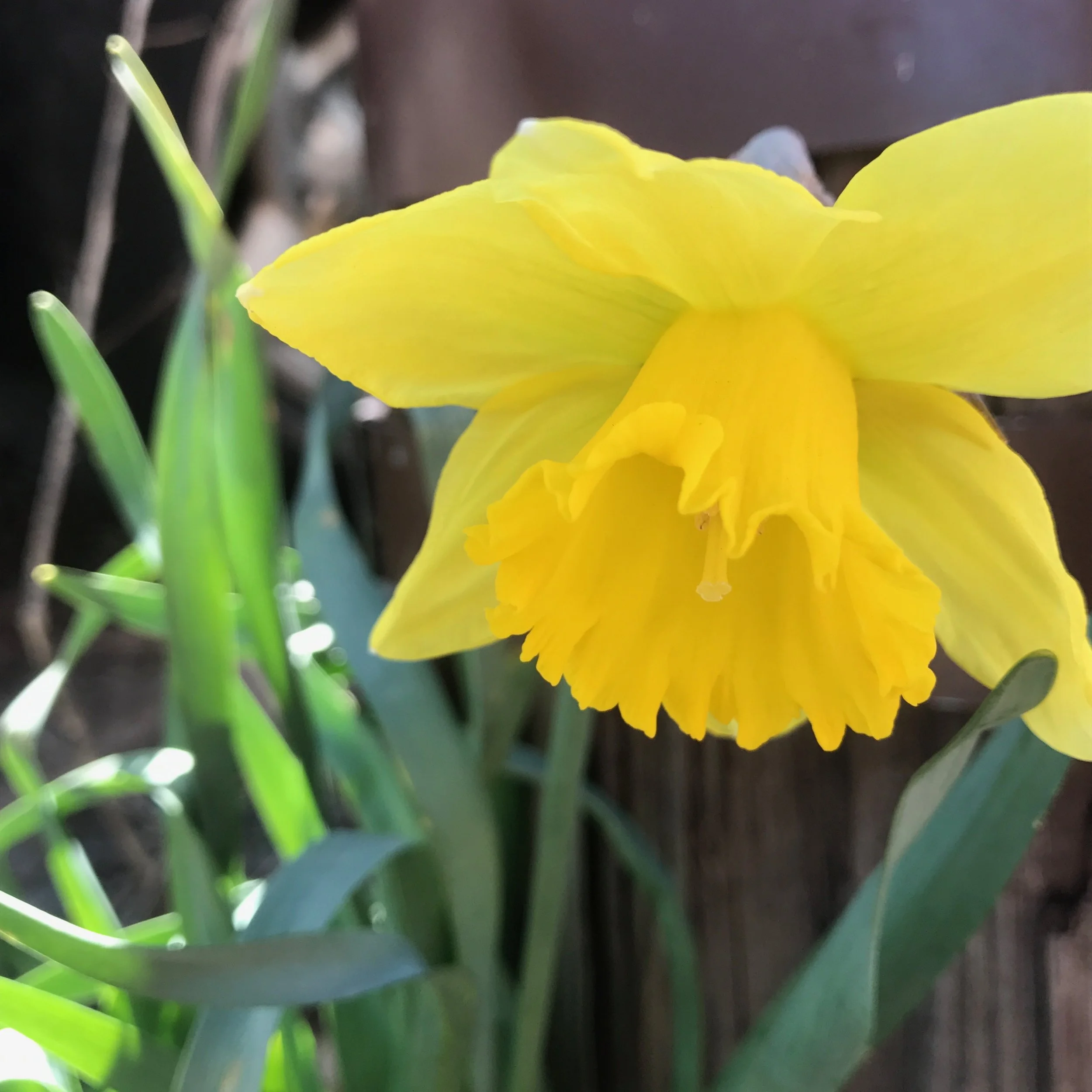 Sweetbriar Rose: Femme Freedom Concert