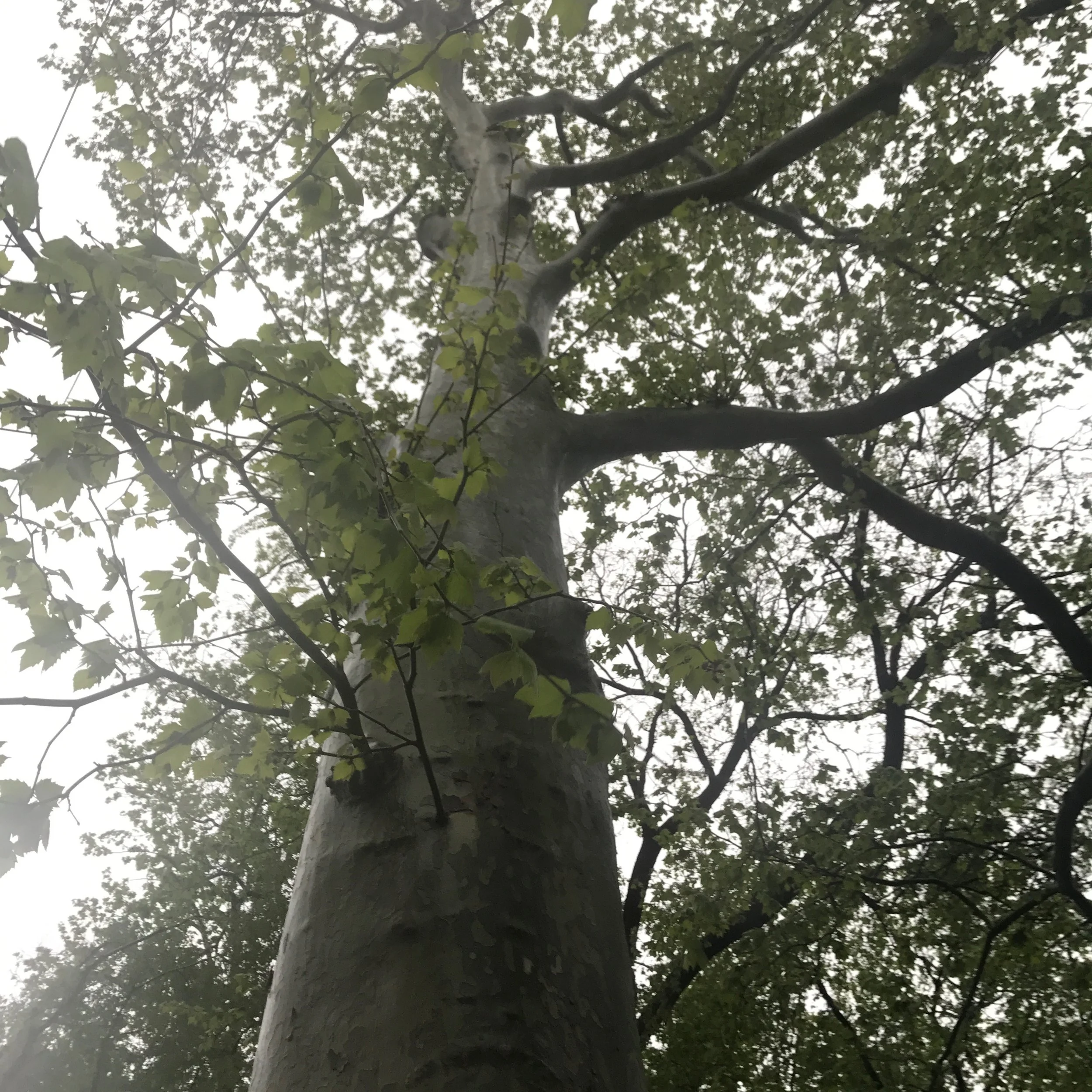 Sweetbriar Rose: Glen Providence Park Concert