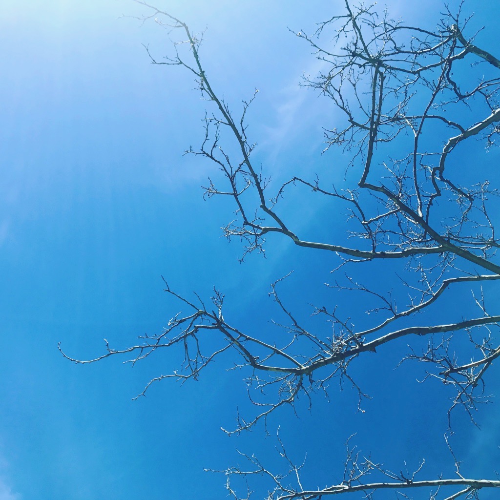 Awbury Arboretum Harvest Festival