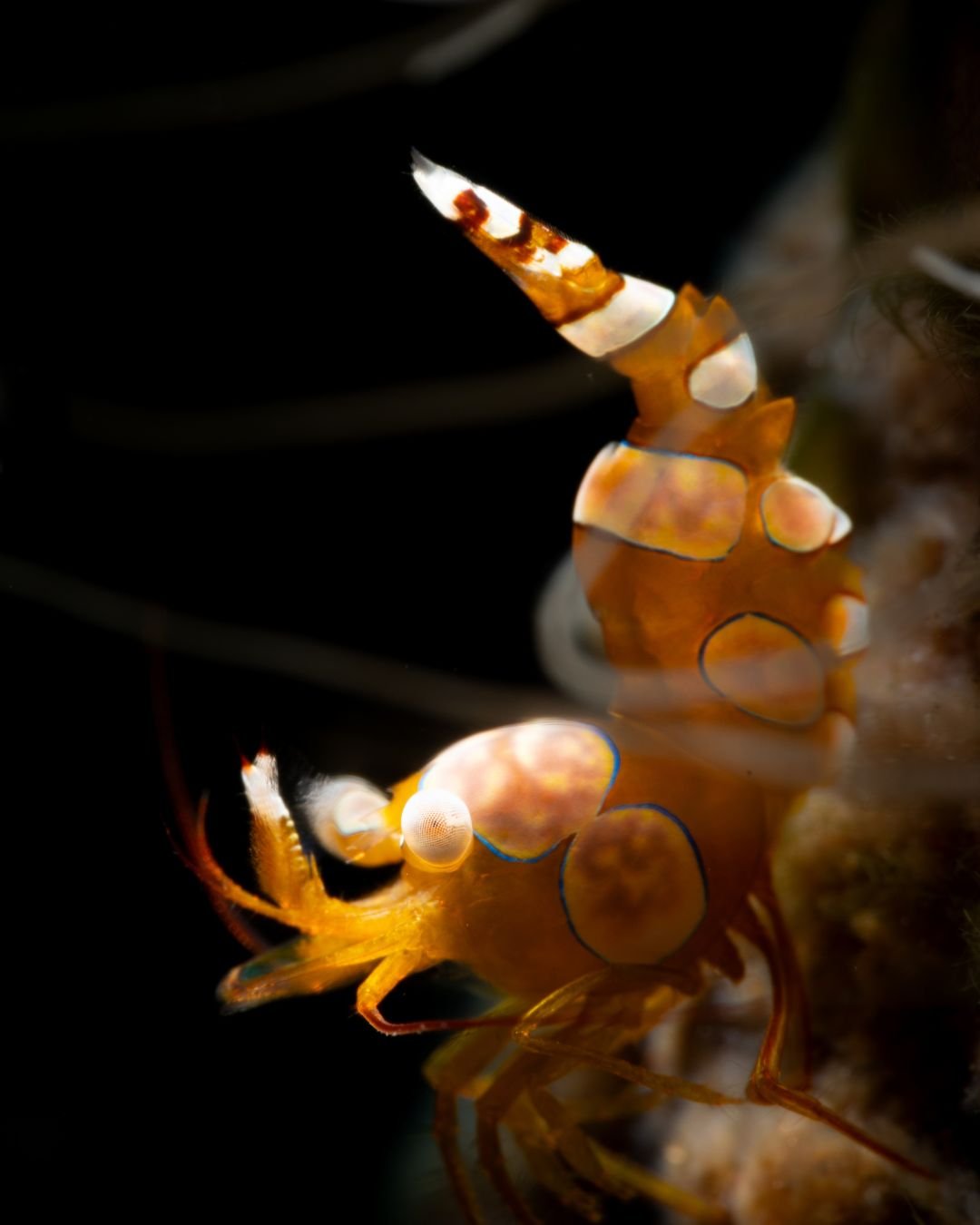 Squat Anemone Shrimp in Roatan, Honduras