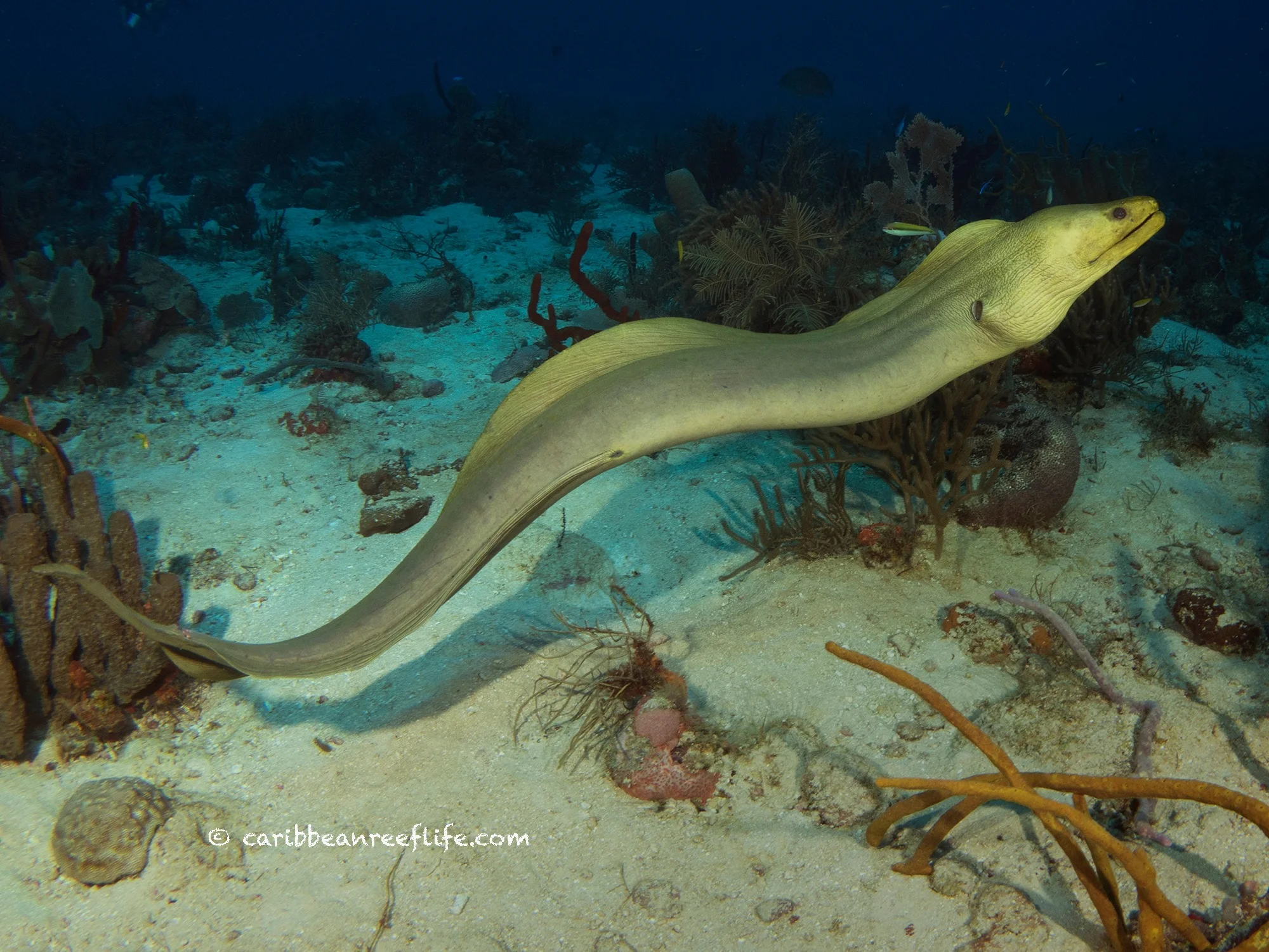 3 Cool Facts About Moray Eels Roatan Divers