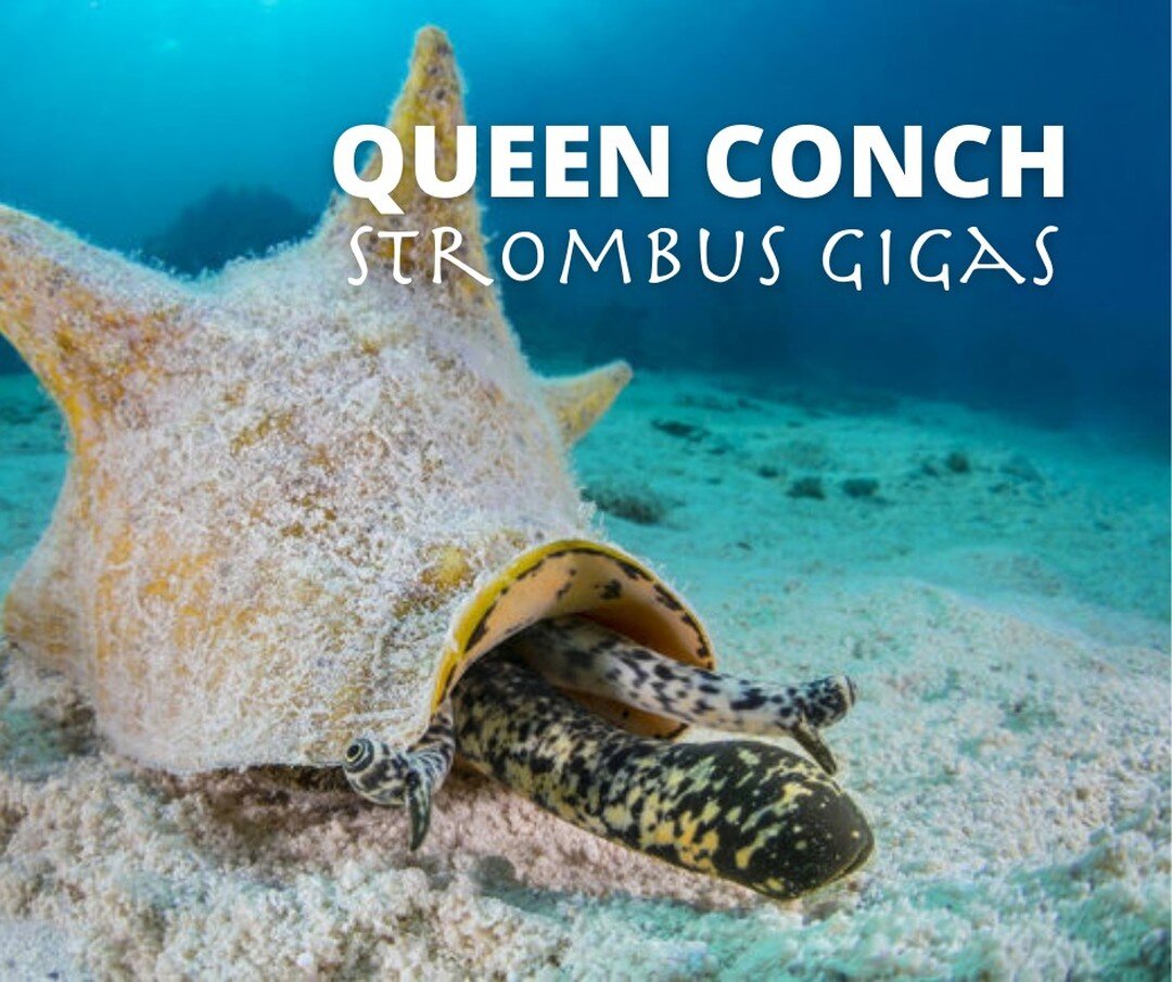 Roatan Divers The best in boutique style scuba diving on Roatan