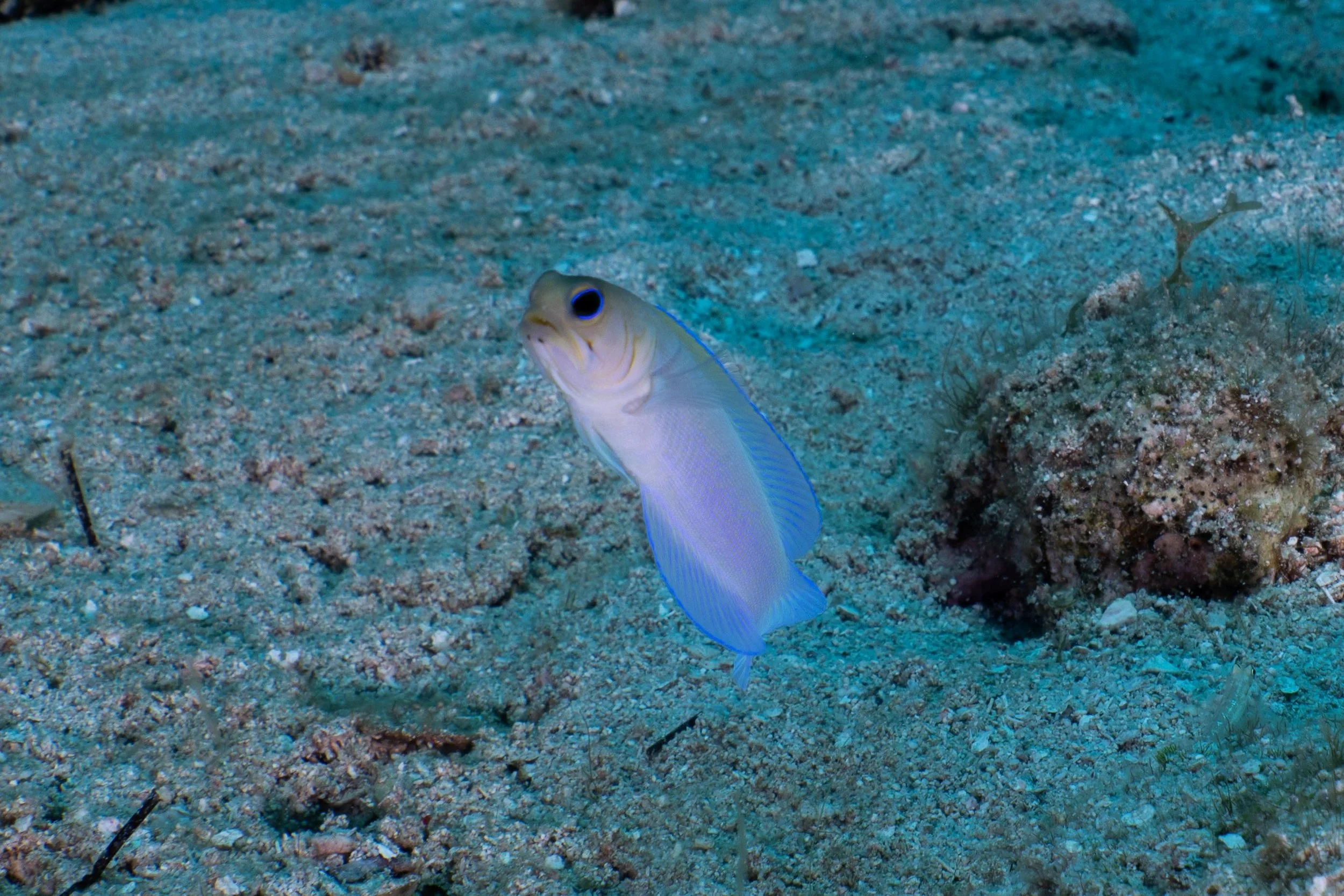 Yellowhead Jawfish in Roatan, Honduras