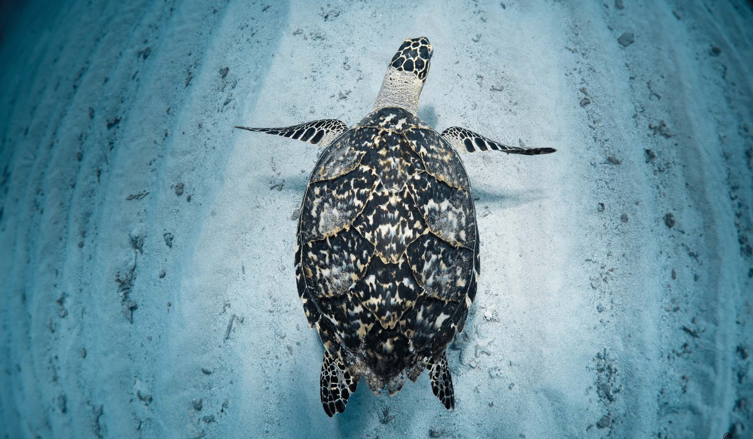 Turtle Roatan Divers.jpg