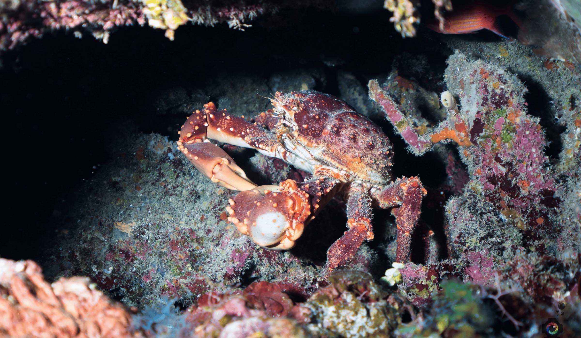 Crab Roatan Divers.jpg