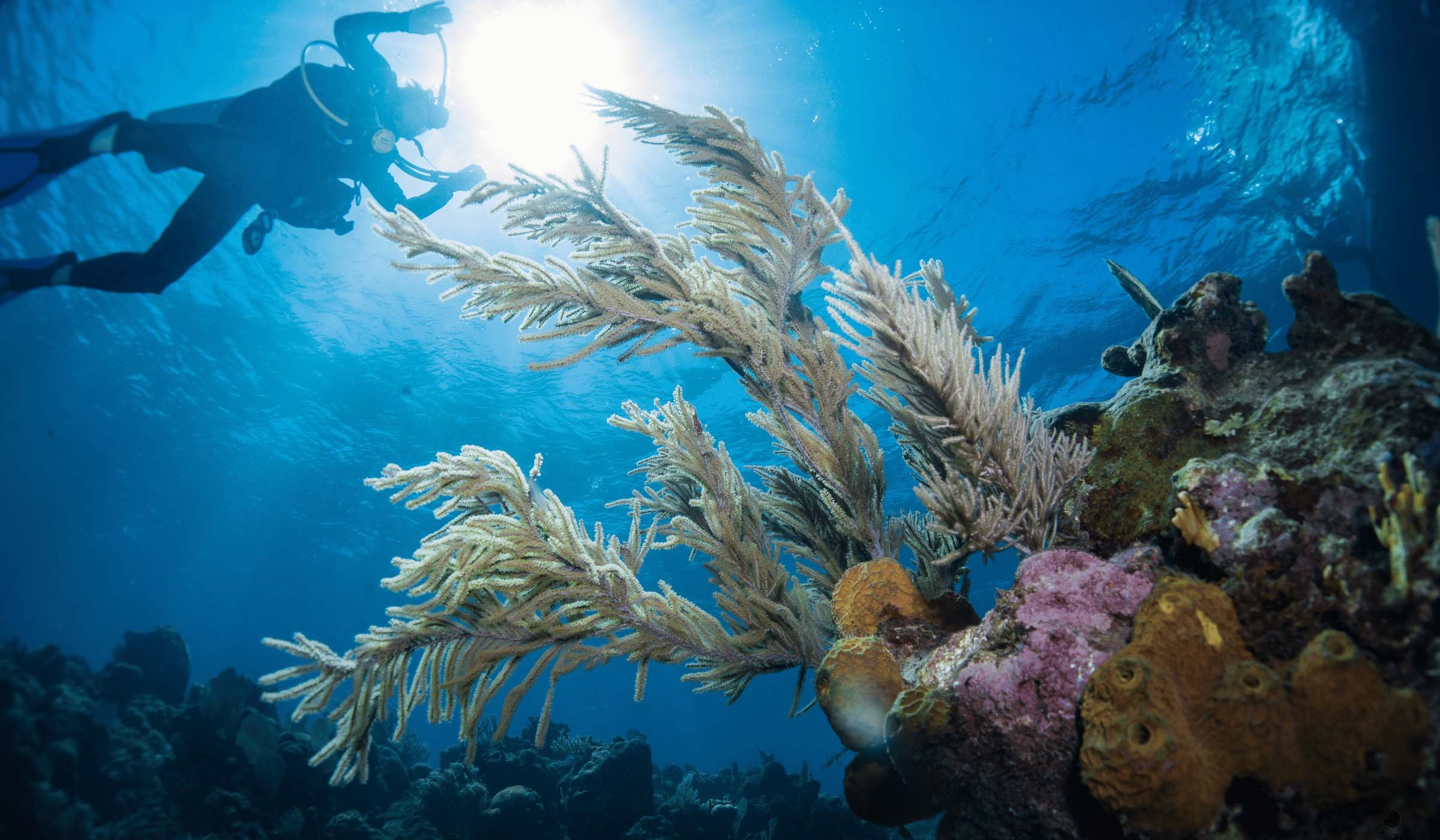 Mesoamerican Reef Roatan Divers.jpg