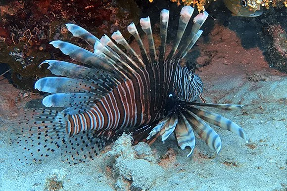 Lionfish Roatan RMP Lionfish Hunter Workshop | Roatan Divers