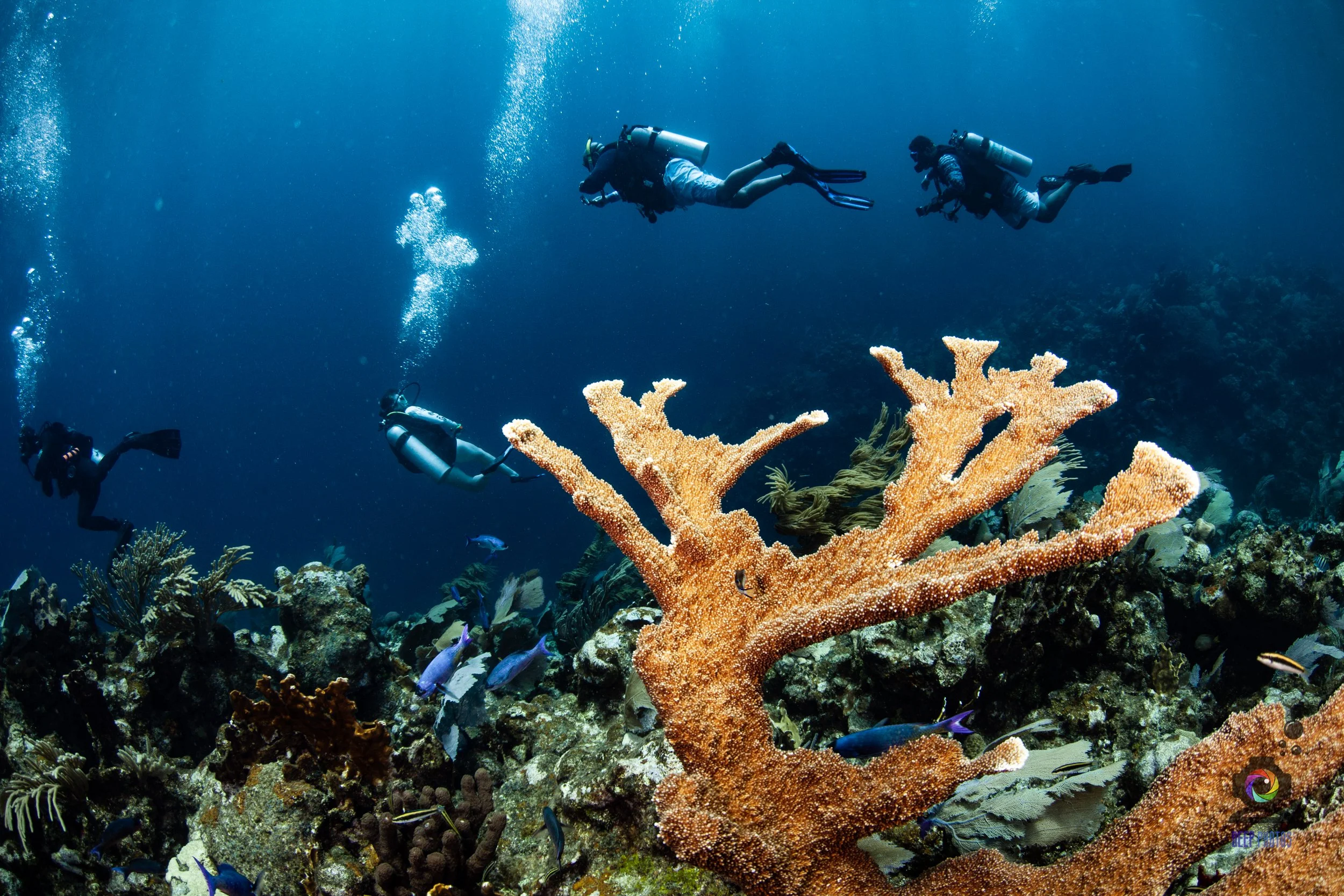 Family Dive with Roatan Divers