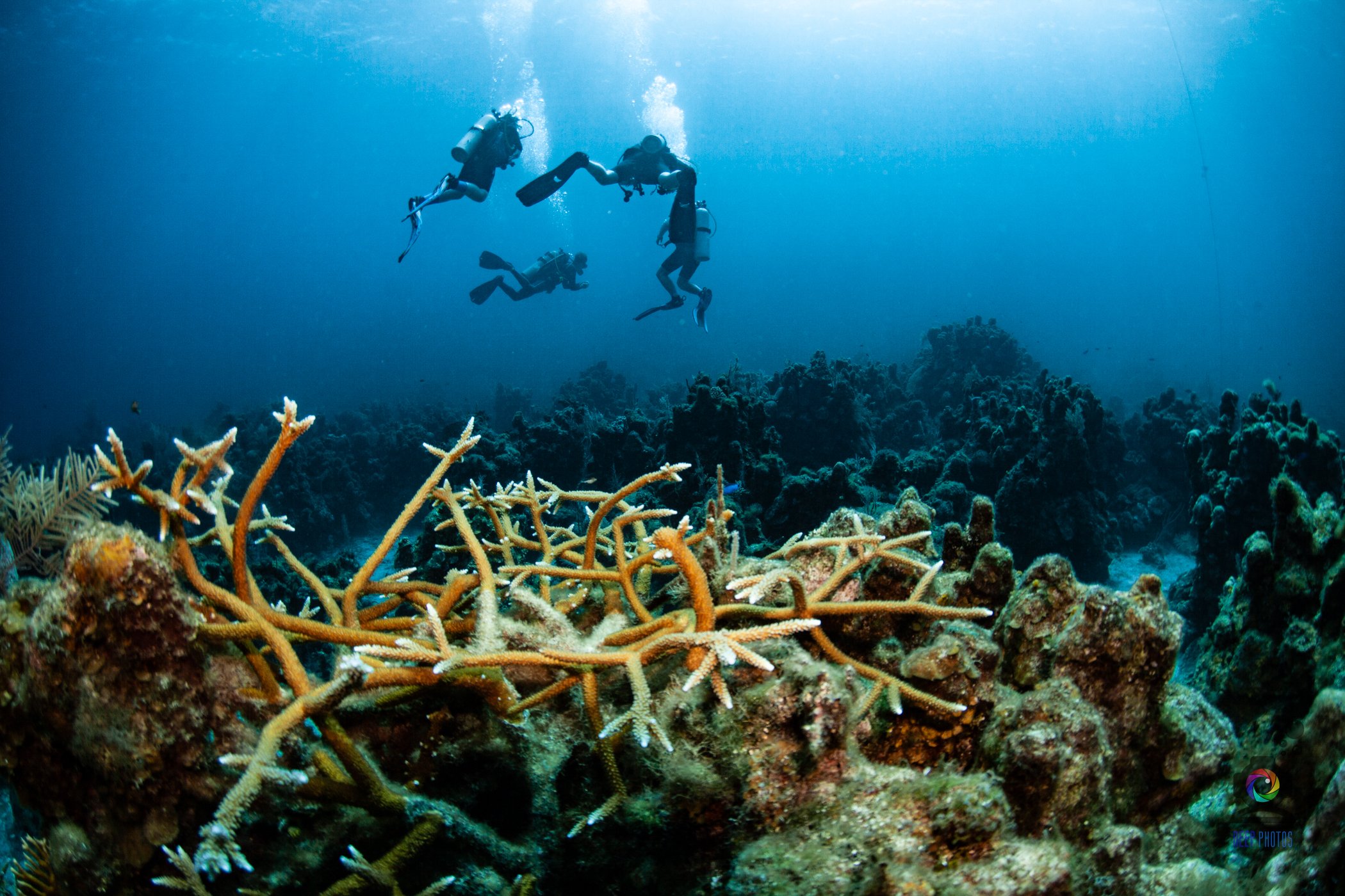 Why Should You Use a Reef Safe Sunscreen in Roatan?