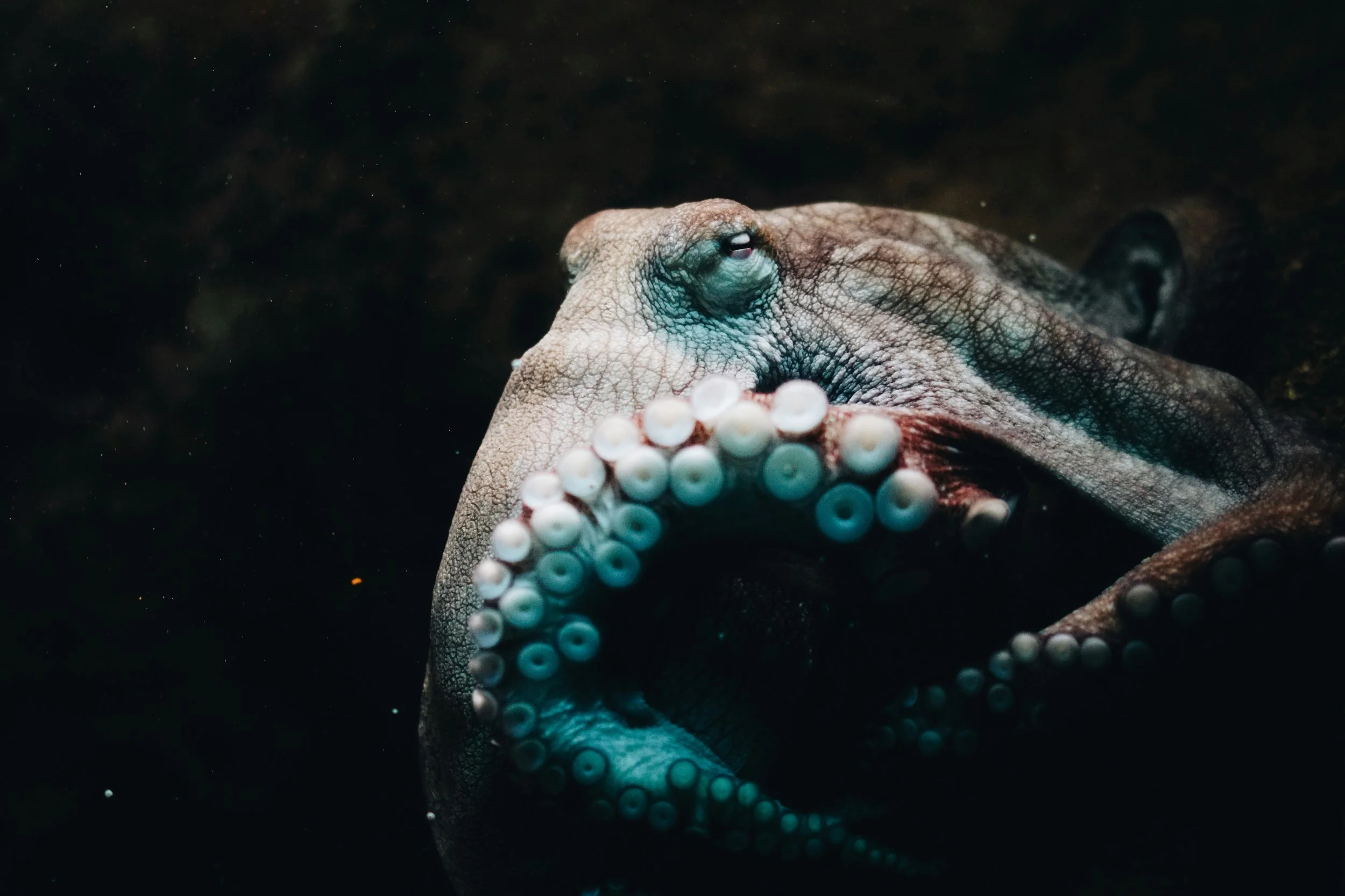 Night Diving in Roatan: A Whole New World Beneath the Surface