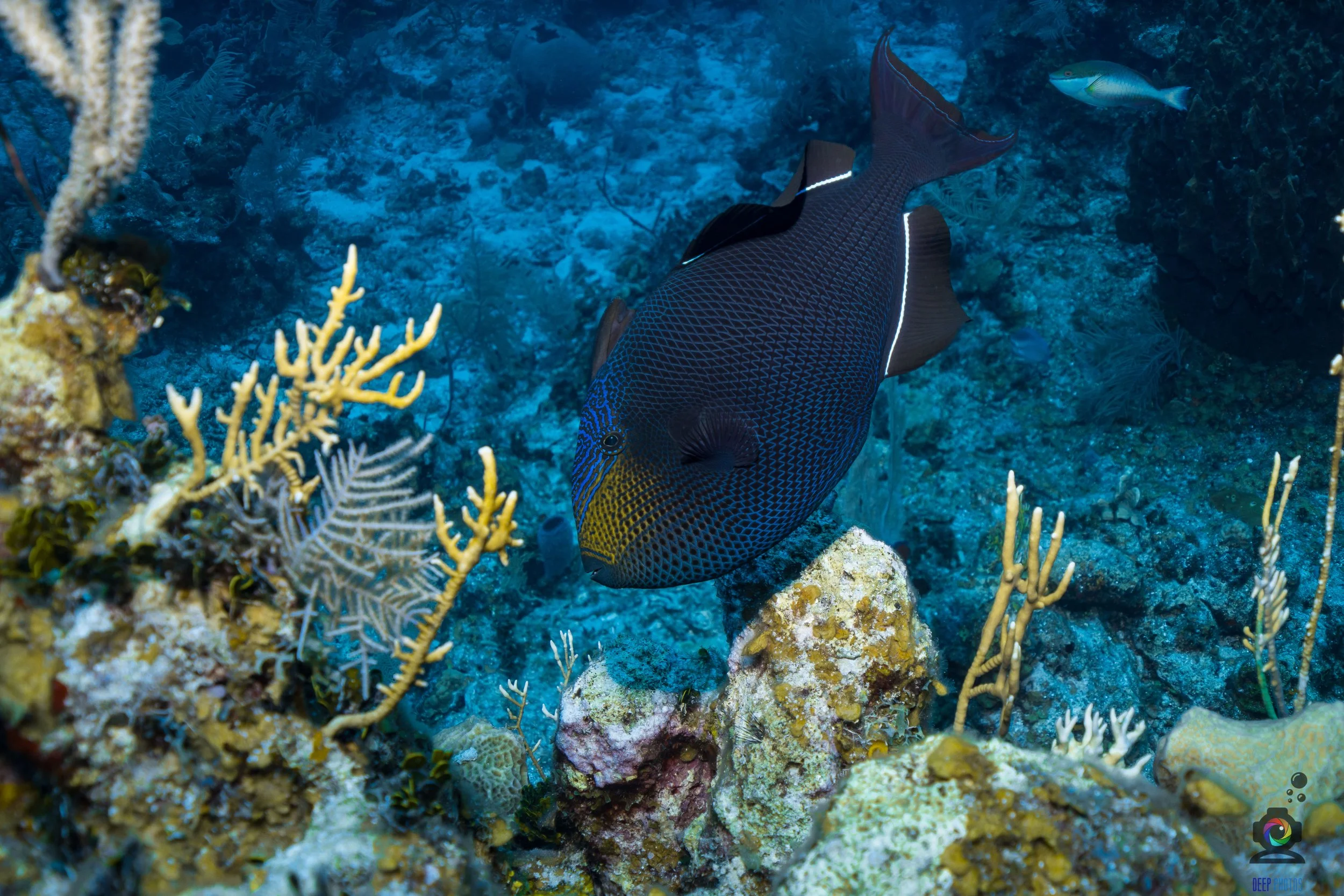 black triggerfish in Roatan, Honduras